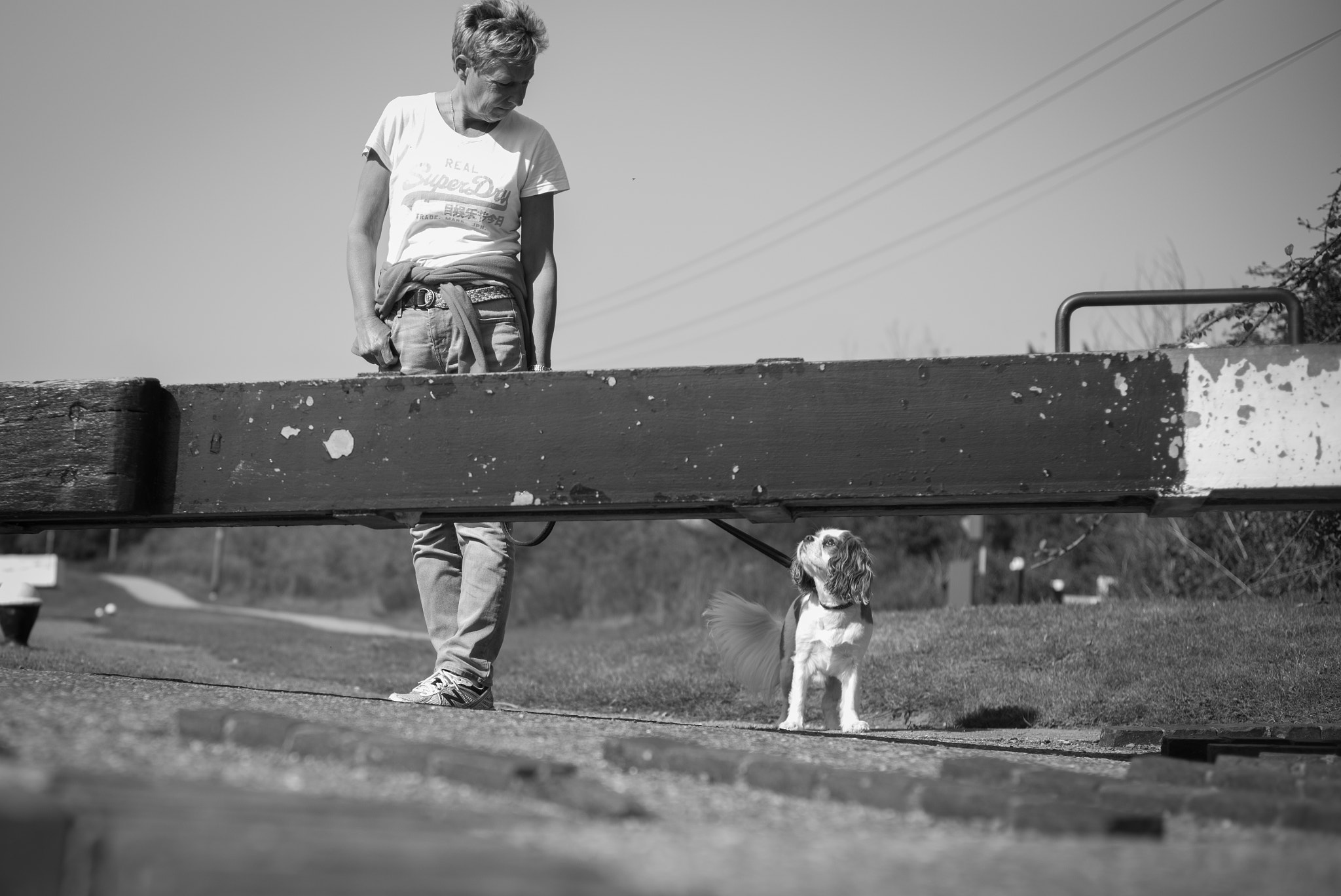 Summicron-M 1:2/50 sample photo. Dog love photography