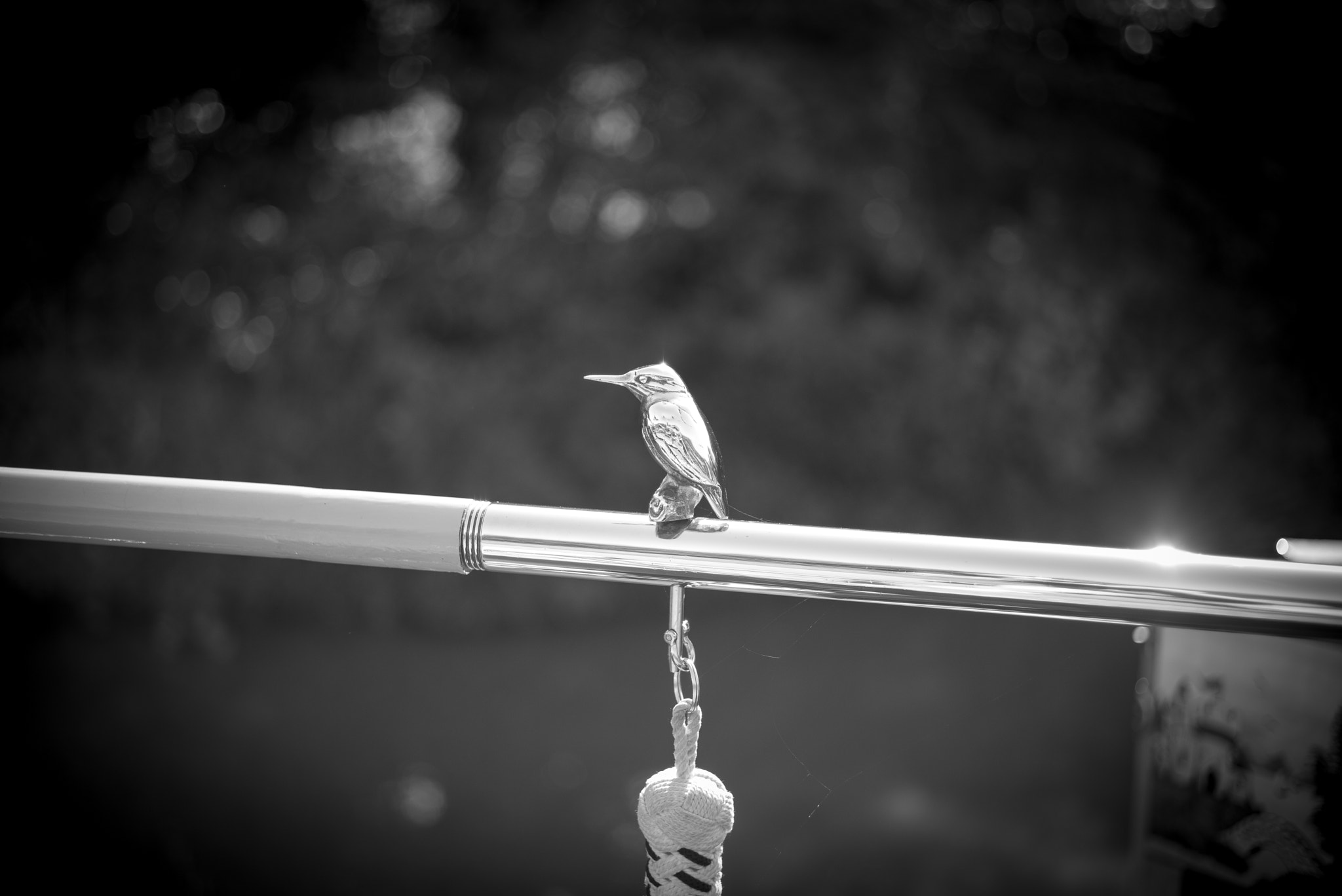 Summicron-M 1:2/50 sample photo. Kingfisher tiller photography