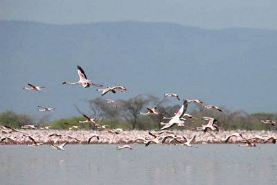 Nikon AF-S Nikkor 400mm F2.8G ED VR II sample photo. Best kenya and tanzania safari tours photography