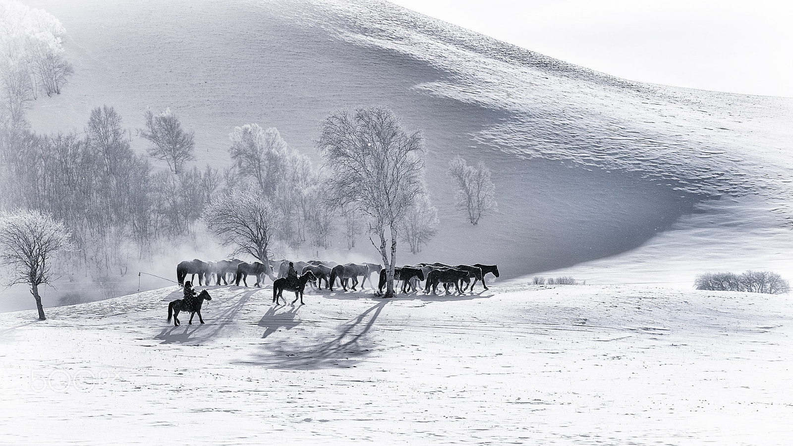 Nikon AF-S Nikkor 70-200mm F2.8G ED VR II sample photo. Horses in winter photography