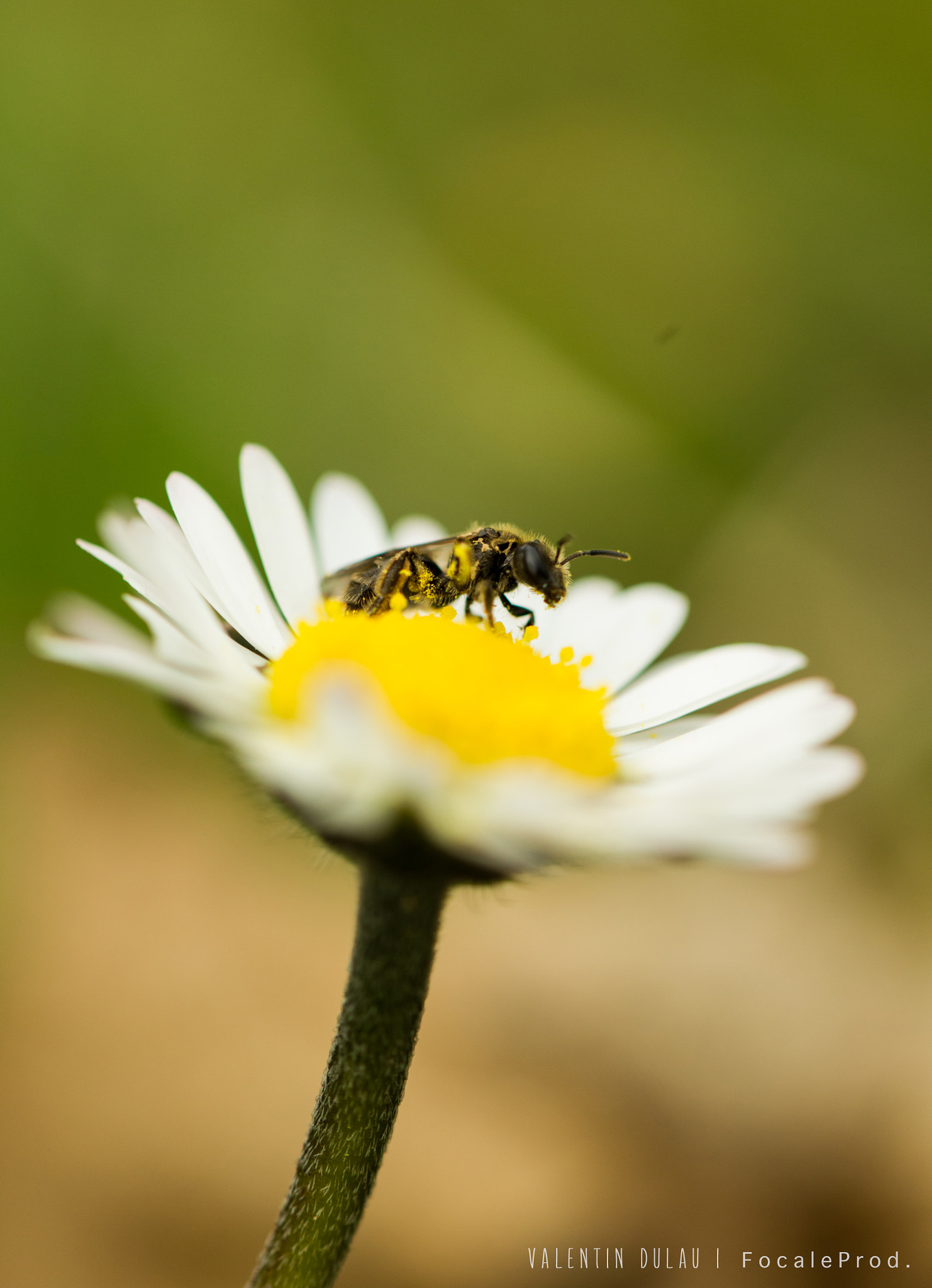 Canon EOS-1D Mark IV sample photo. Prémices printaniers photography