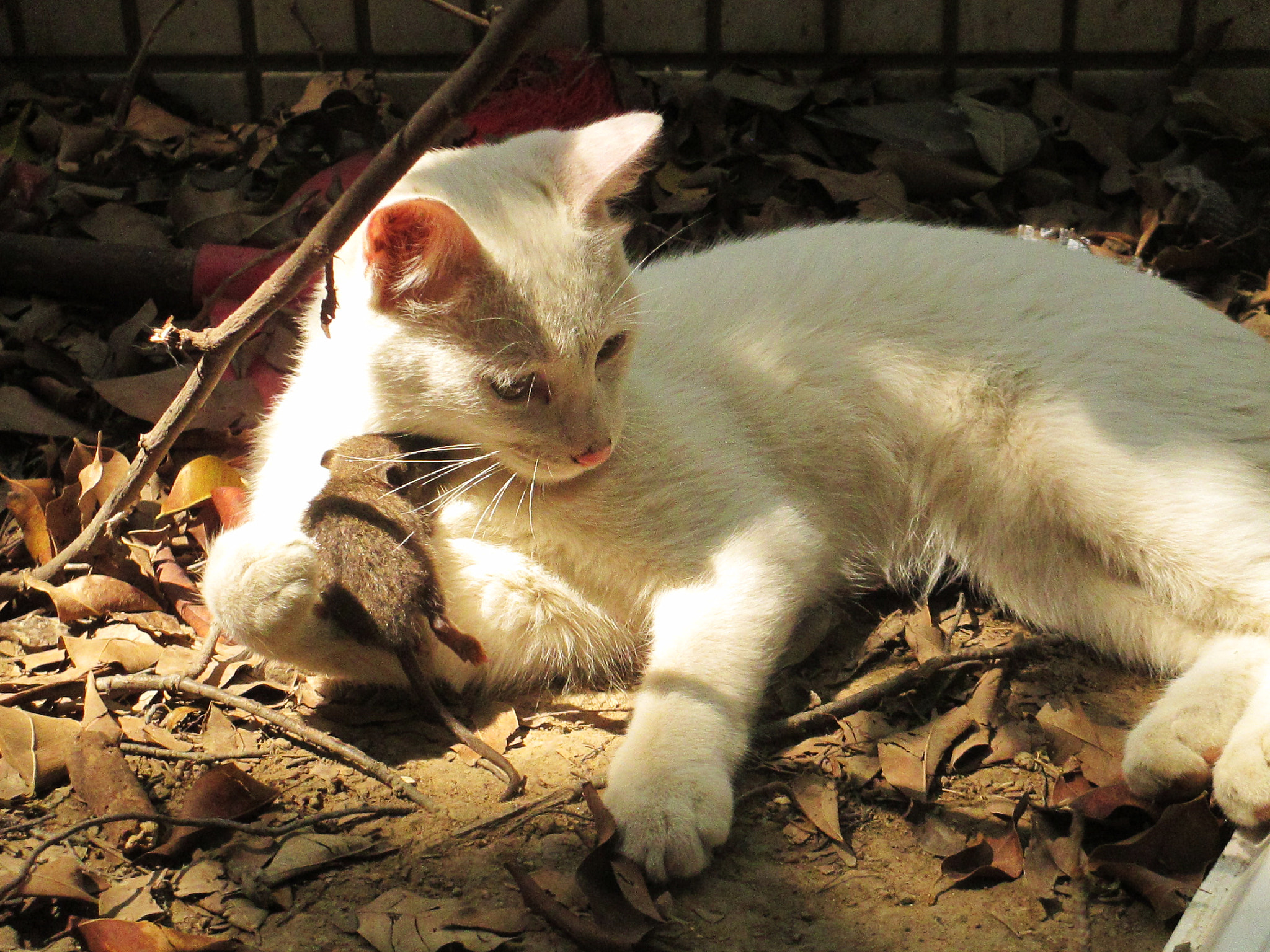 Canon PowerShot A4000 IS sample photo. Cat and mouse are being friend! photography