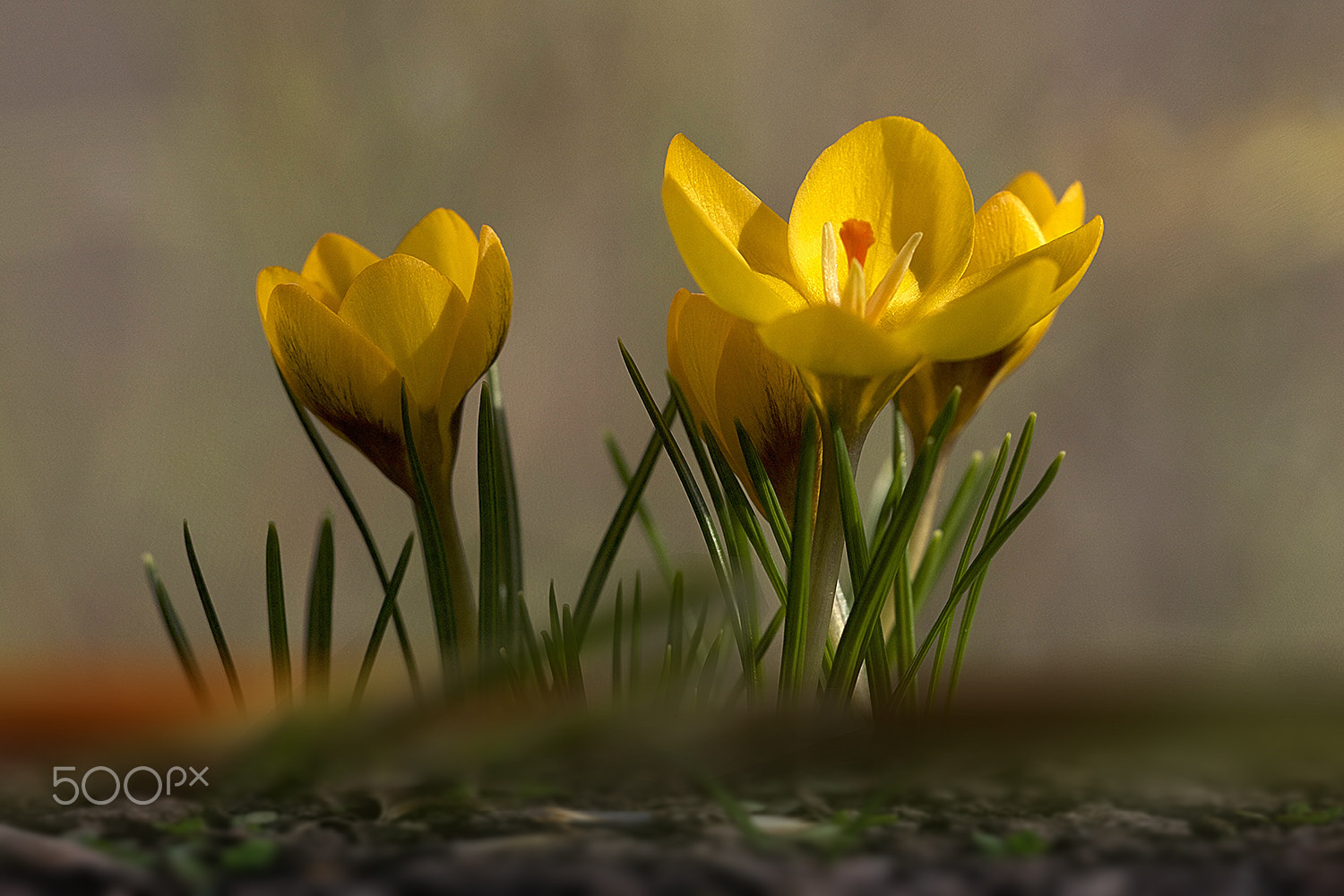 Sigma APO Macro 150mm f/2.8 EX DG HSM sample photo. Springtime photography