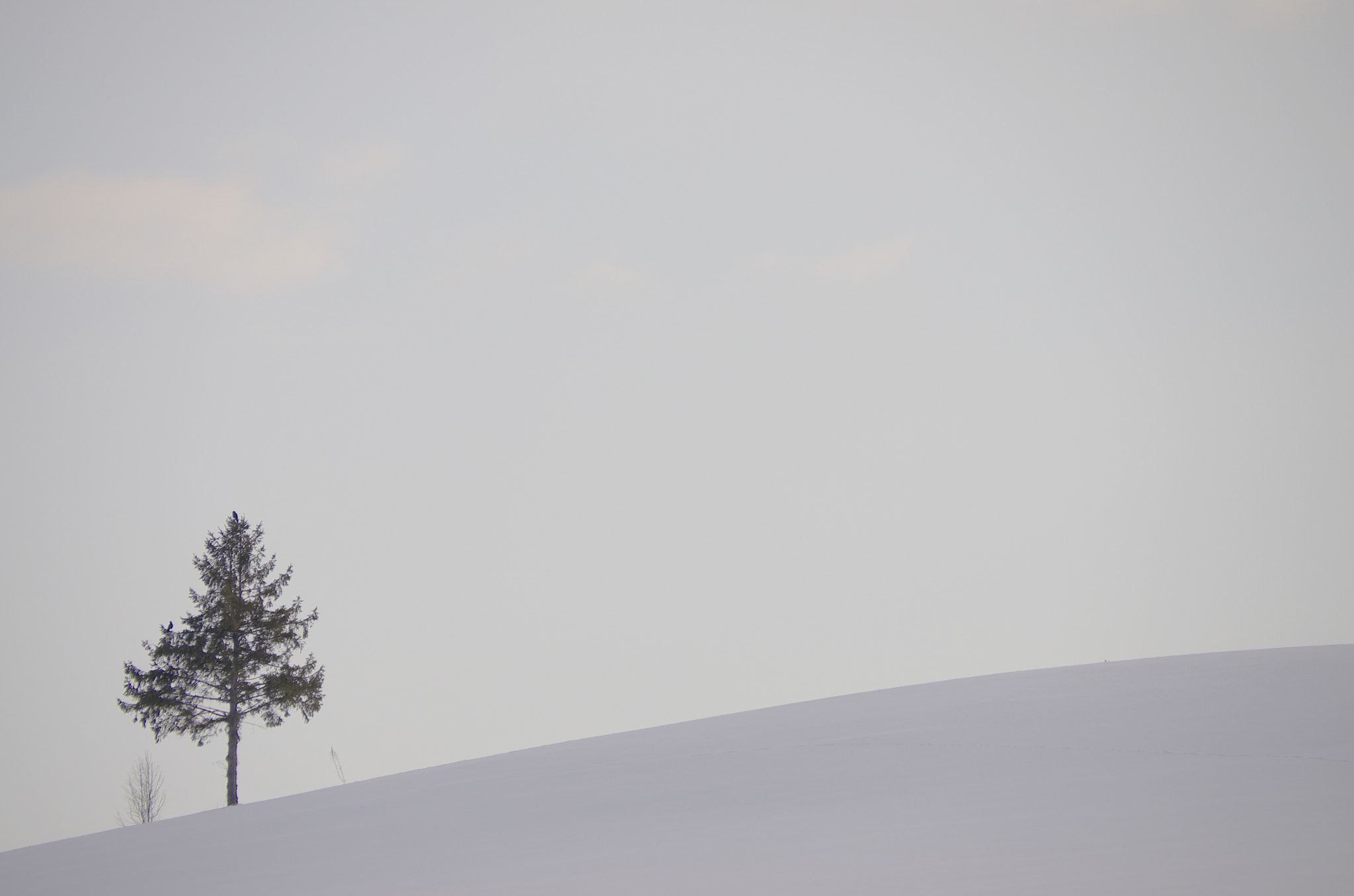 Pentax K-5 IIs + Sigma 18-250mm F3.5-6.3 DC Macro OS HSM sample photo. Tree photography