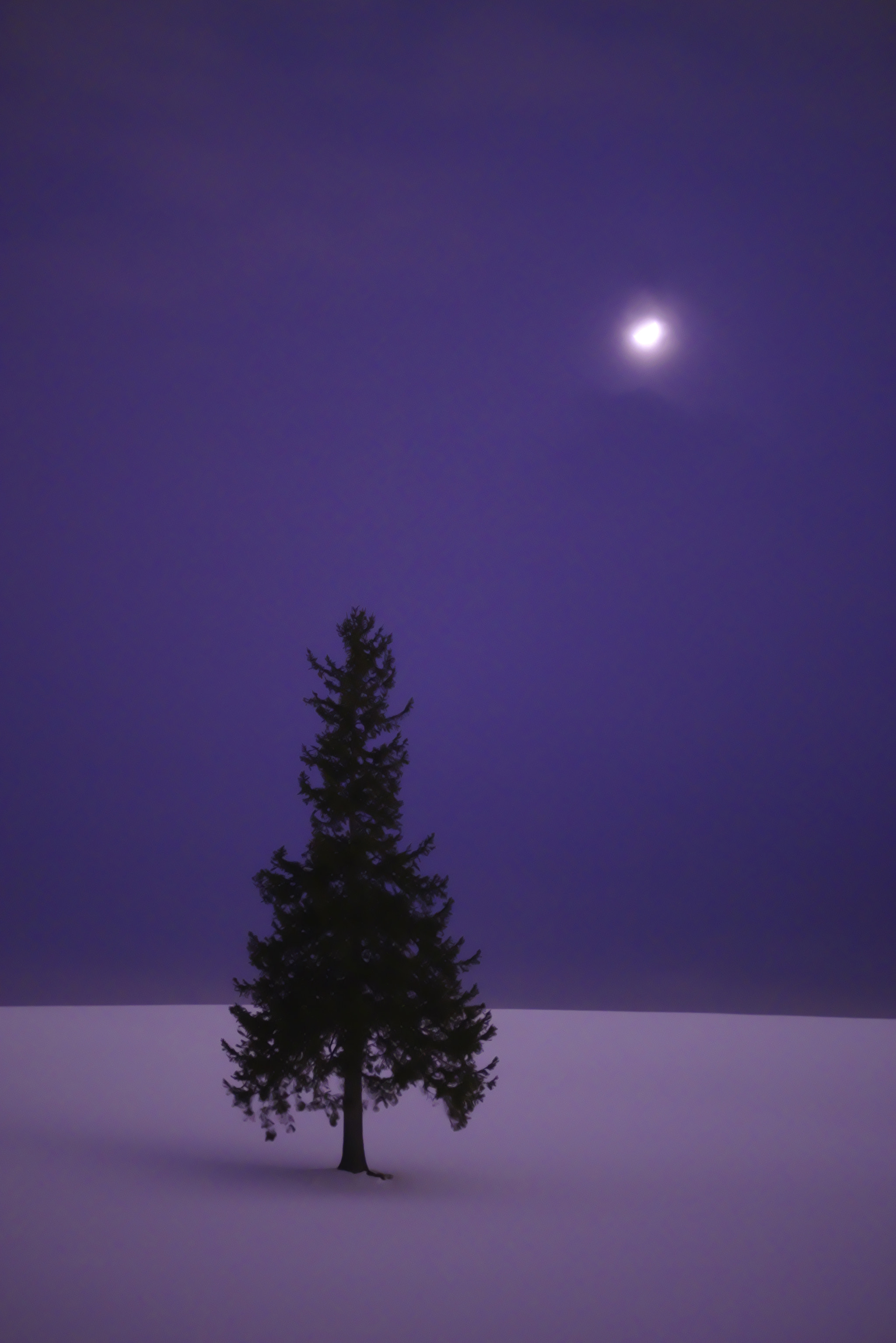 Pentax K-1 sample photo. Christmas tree photography