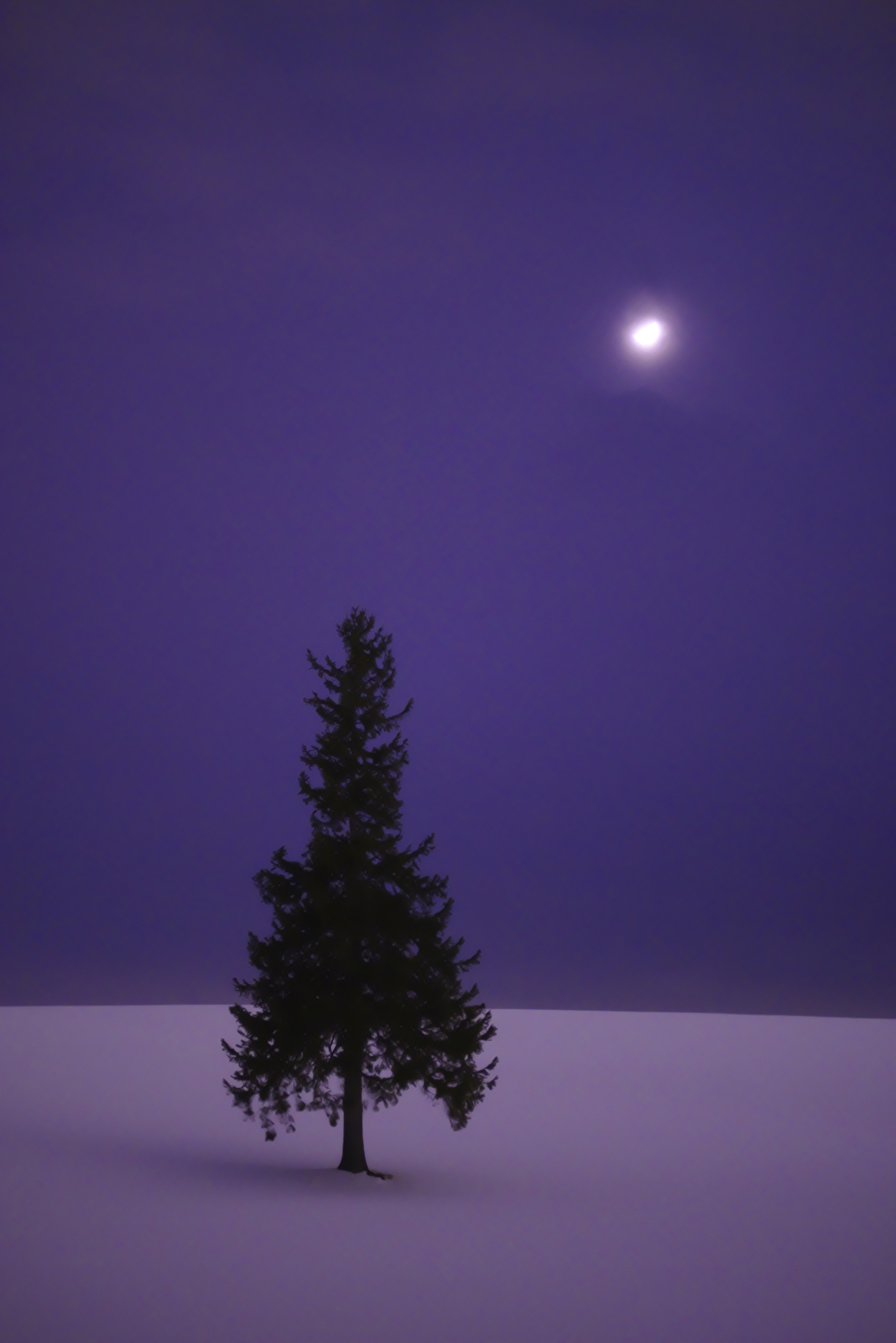 Pentax K-1 + Pentax smc FA 77mm 1.8 Limited sample photo. Christmas tree photography