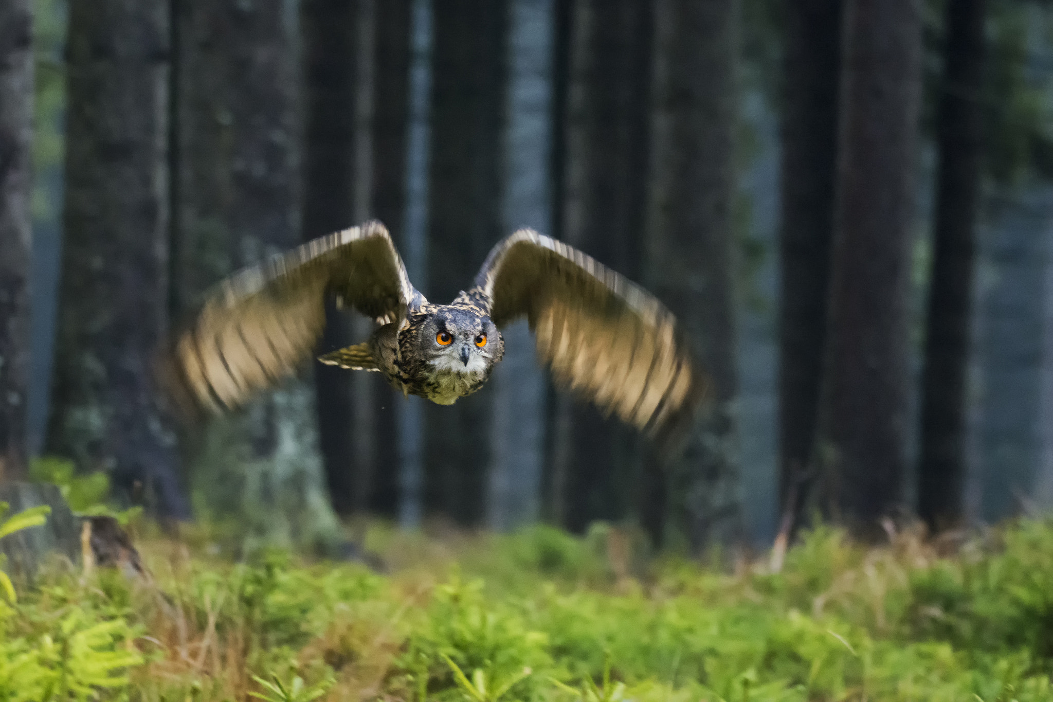 Sigma 150-600mm F5-6.3 DG OS HSM | S sample photo. Eagle owl (bubo bubo) photography