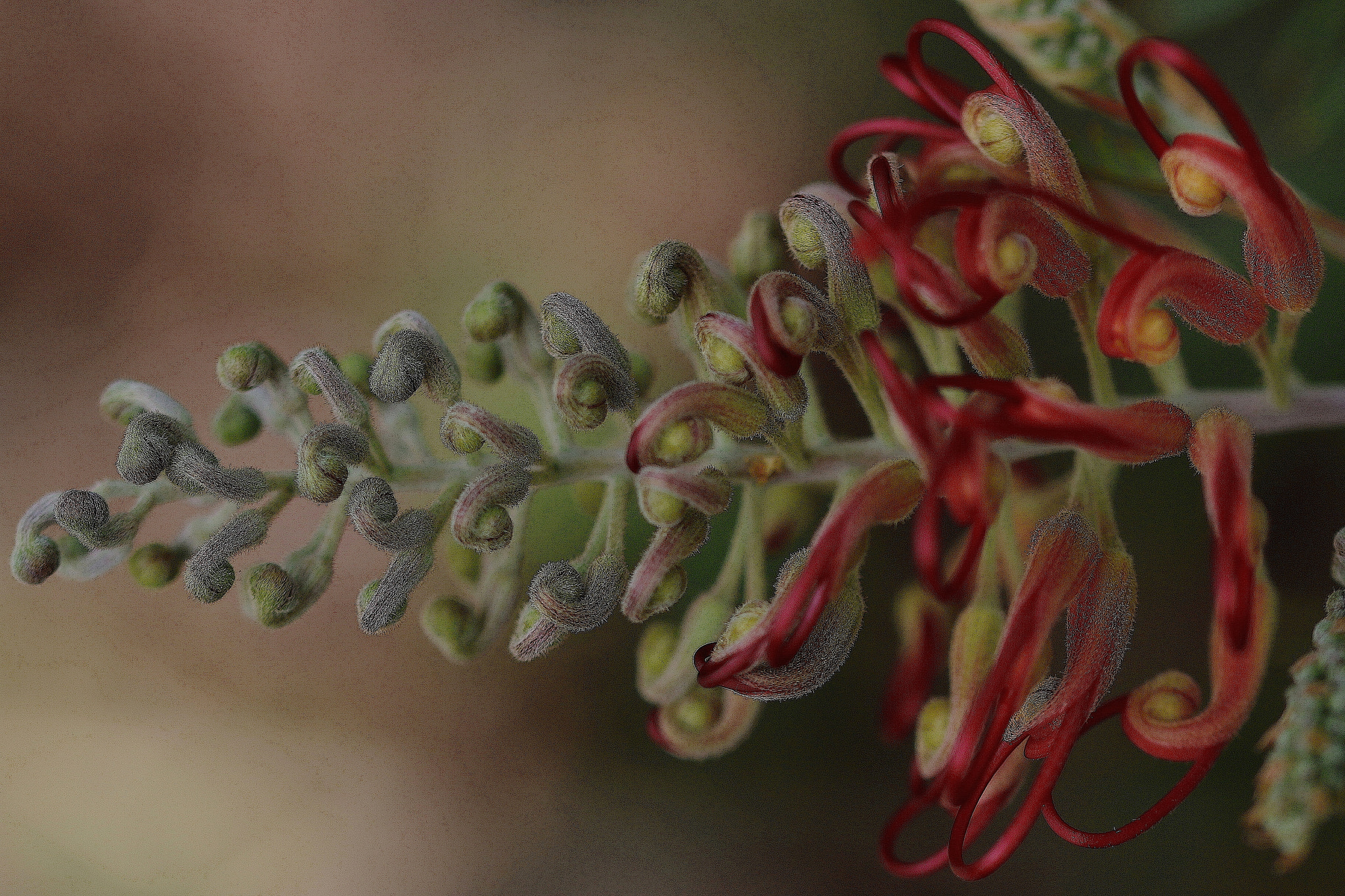 Sigma 105mm F2.8 EX DG OS HSM sample photo. Garden macro series photography