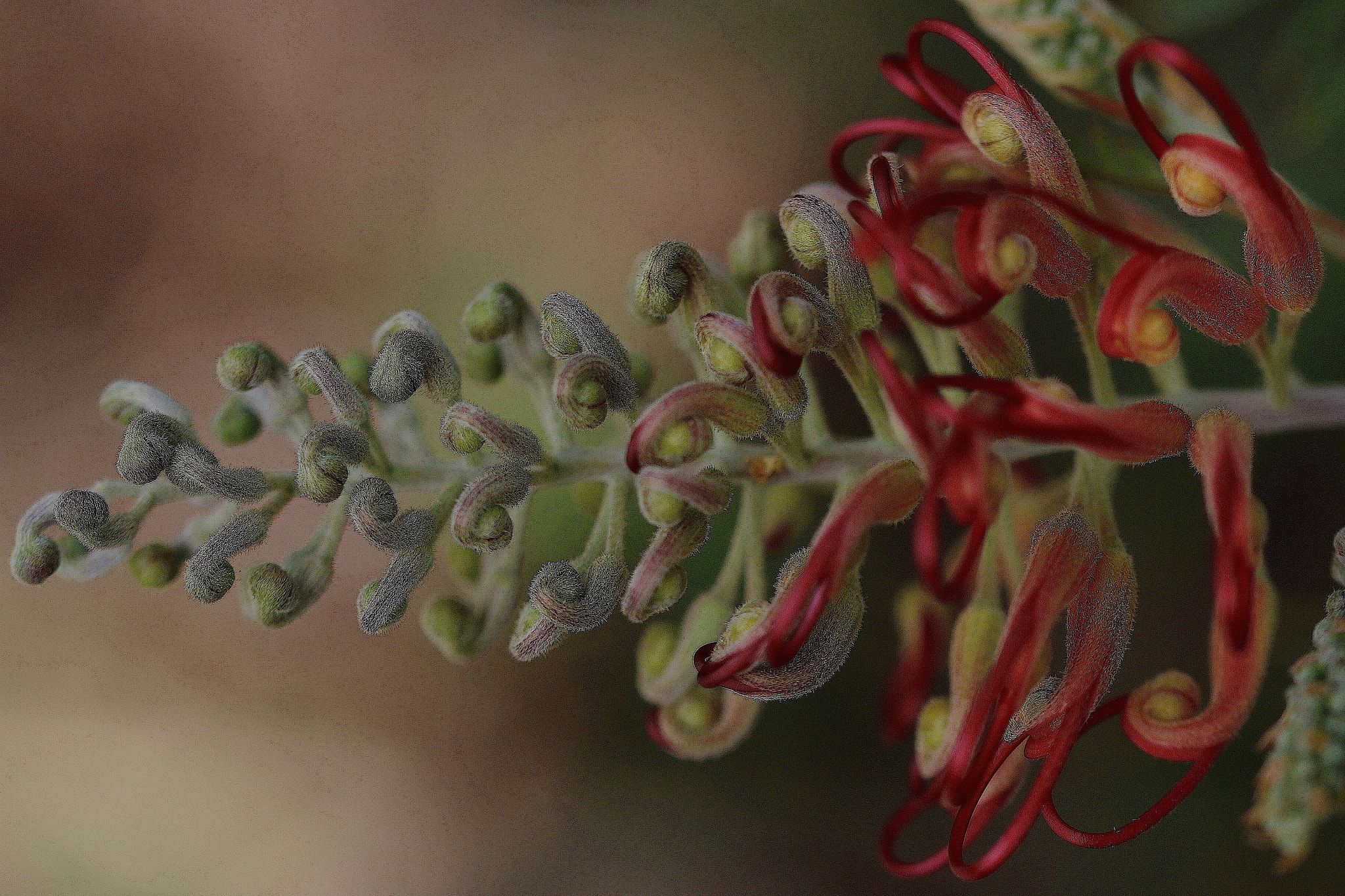 Canon EOS 70D + Sigma 105mm F2.8 EX DG OS HSM sample photo. Garden macro series photography