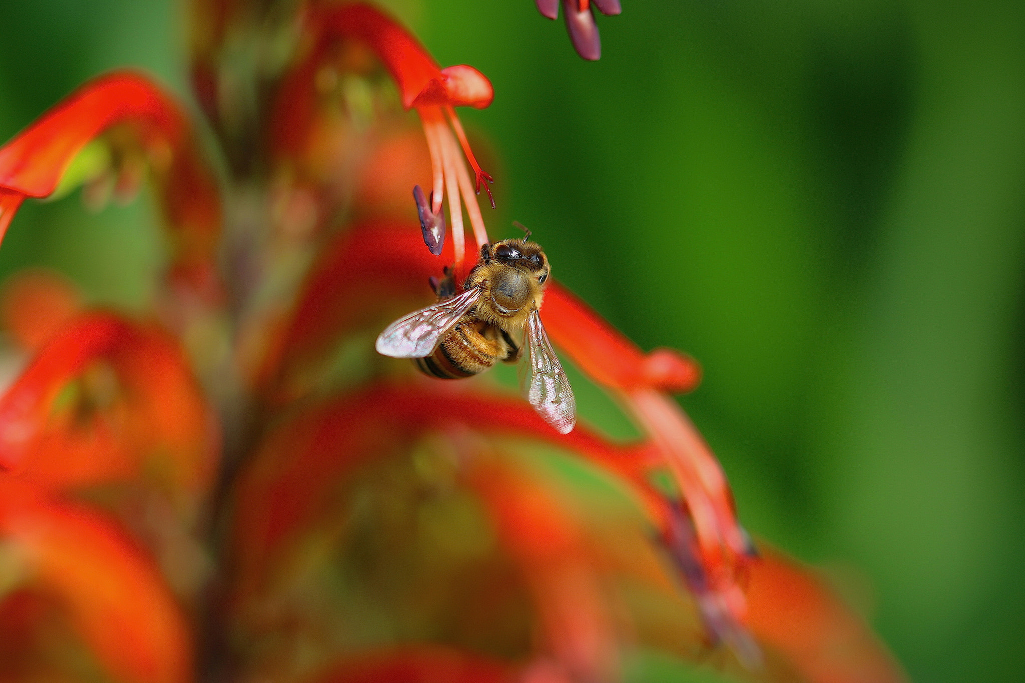 Canon EOS 70D + Sigma 105mm F2.8 EX DG OS HSM sample photo. Garden macro series photography