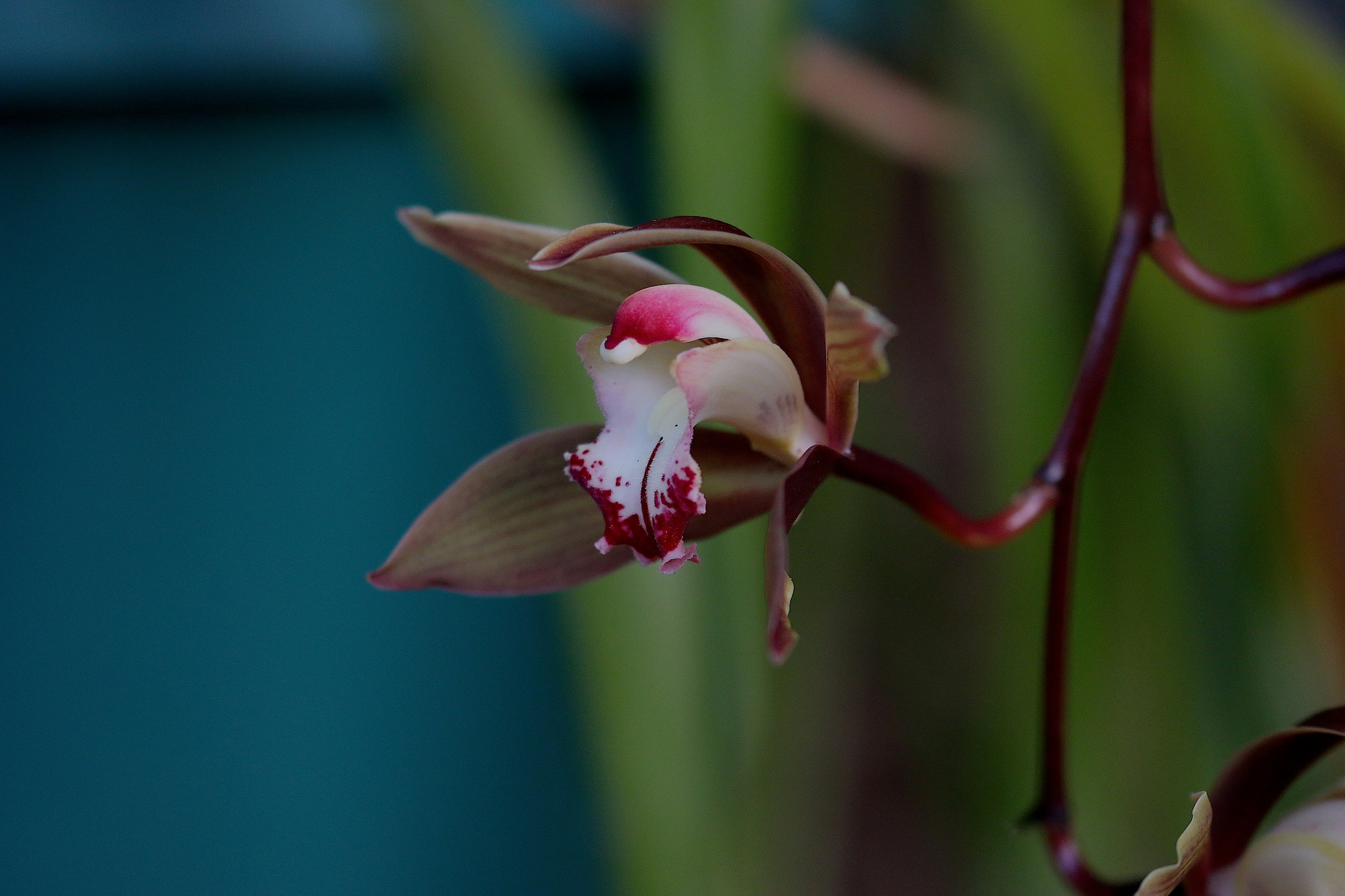 Canon EOS 70D + Sigma 105mm F2.8 EX DG OS HSM sample photo. Garden macro series photography