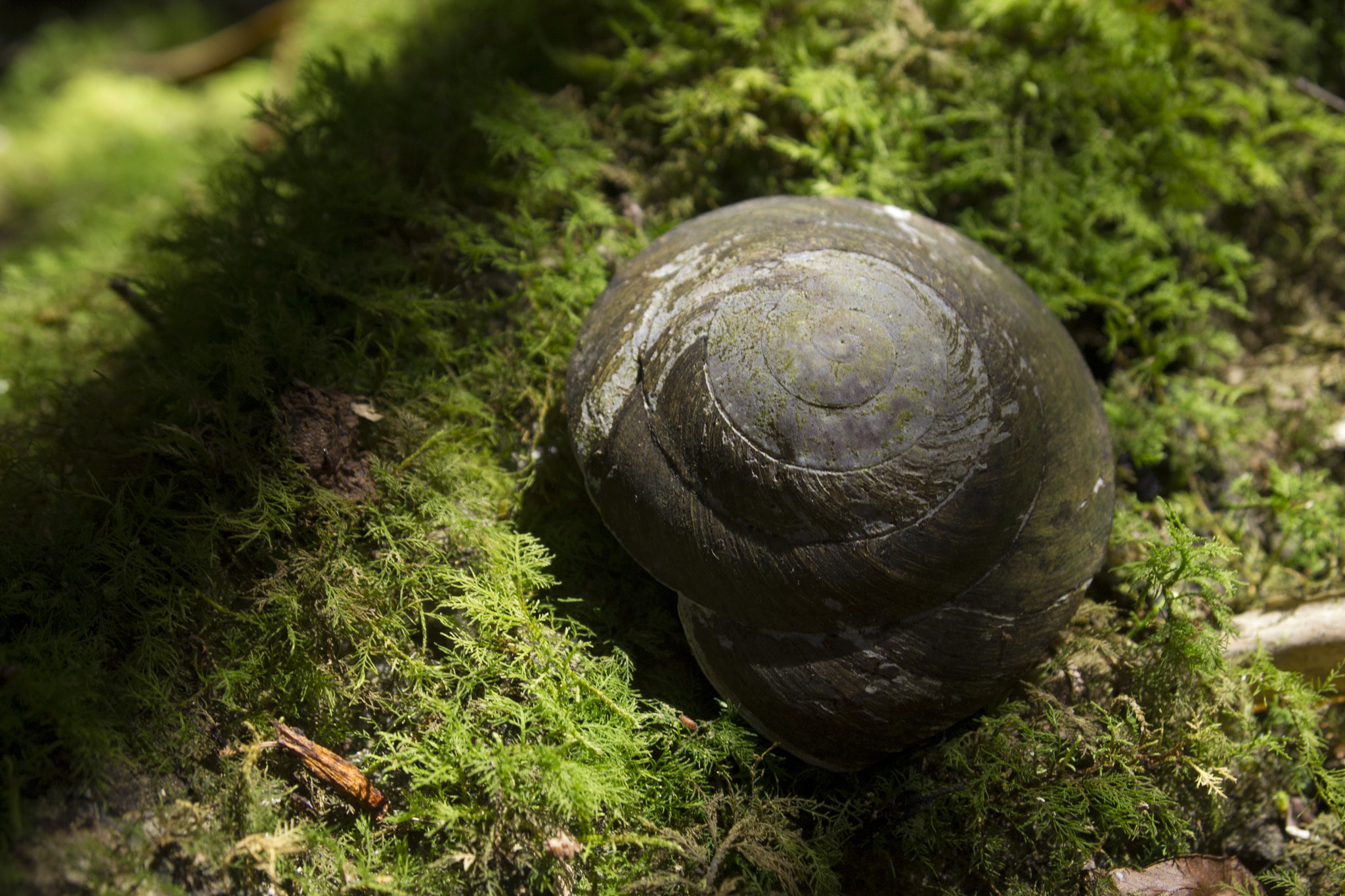 Olympus PEN E-PL1 sample photo. Snail shell up close photography