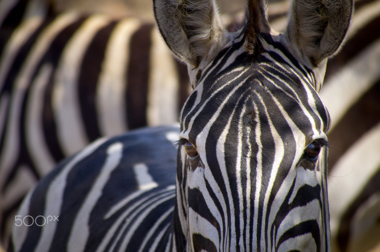 Olympus PEN E-PL1 sample photo. Zebra eyes photography