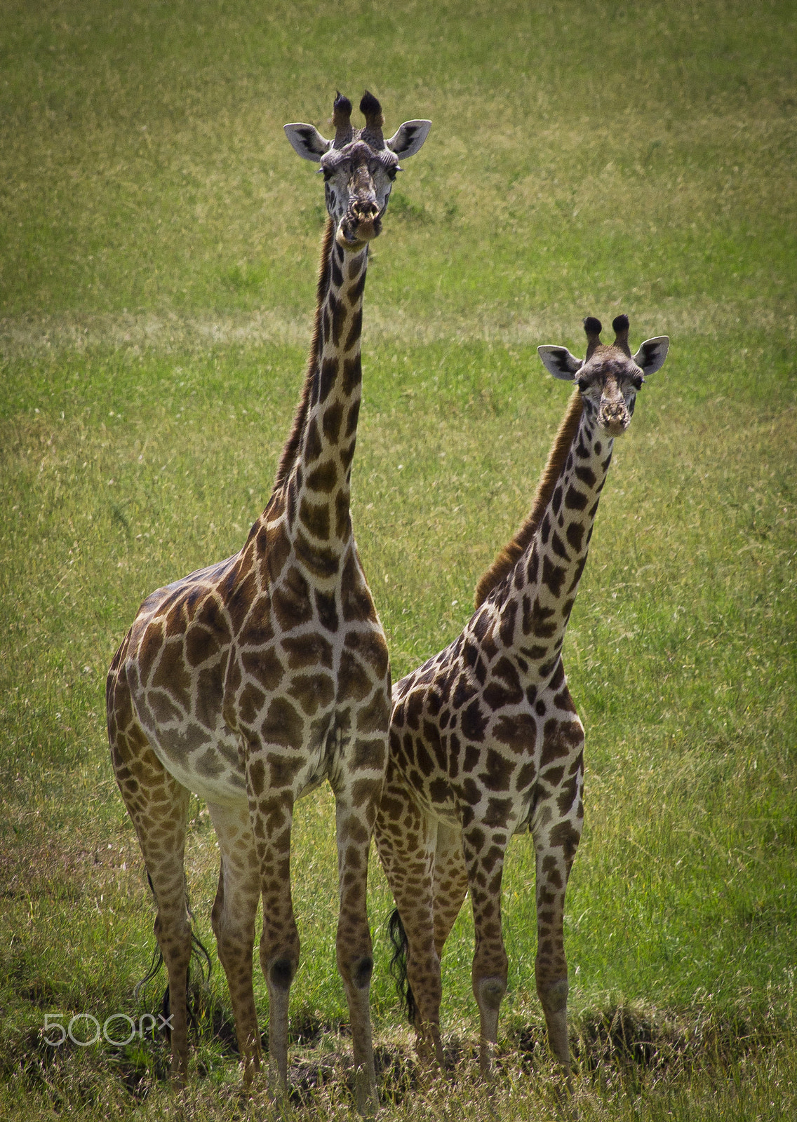 Olympus PEN E-PL1 + Panasonic Lumix G Vario 100-300mm F4-5.6 OIS sample photo. Two giraffe staring photography