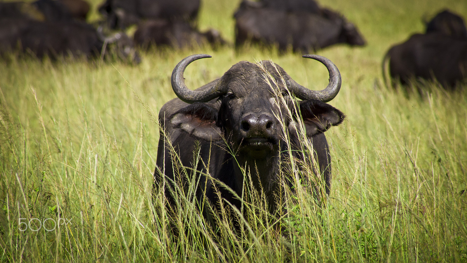 Olympus PEN E-PL1 sample photo. Water buffalo stare down photography