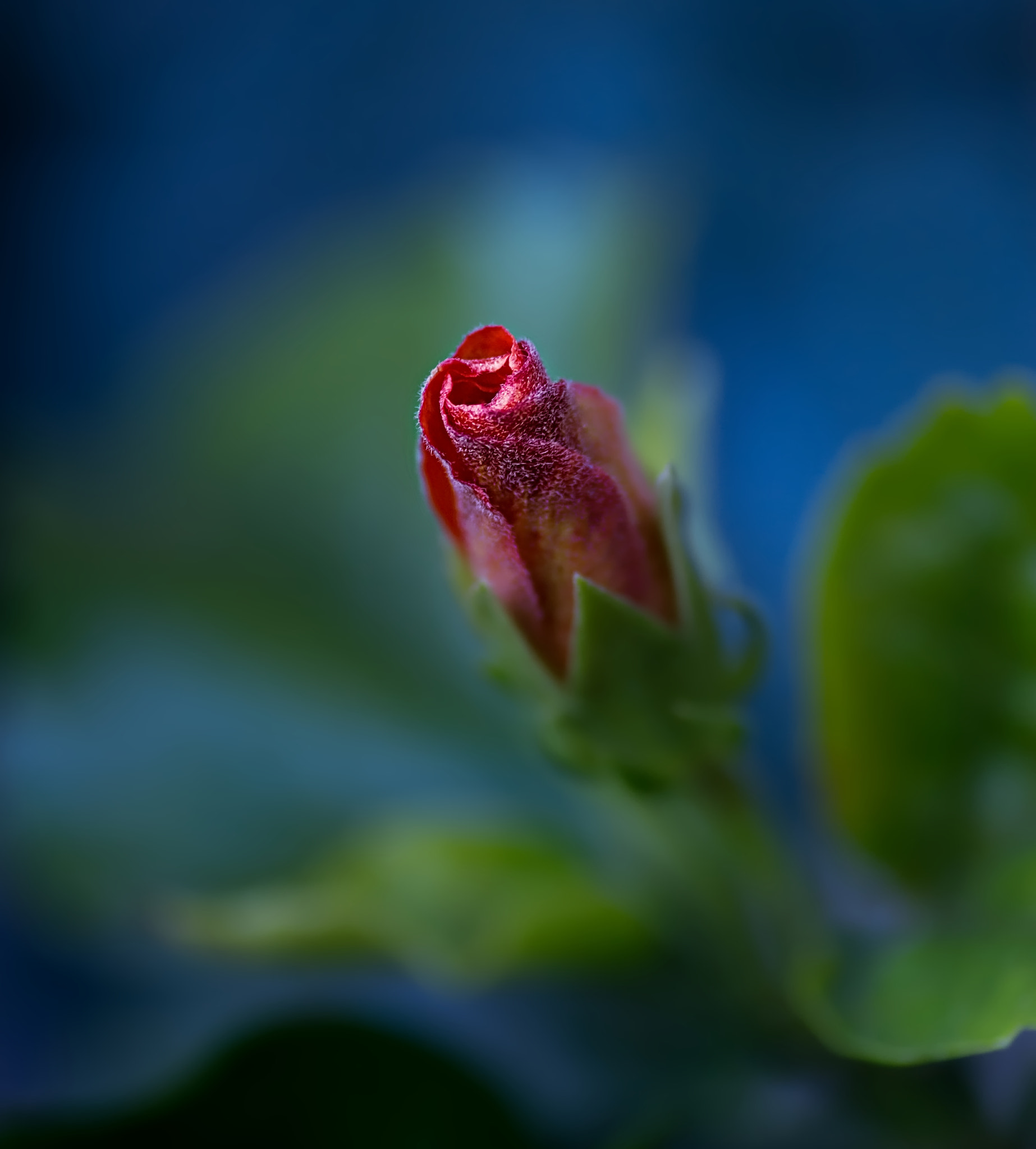 Pentax K-50 + Tamron SP AF 90mm F2.8 Di Macro sample photo. Newborn photography