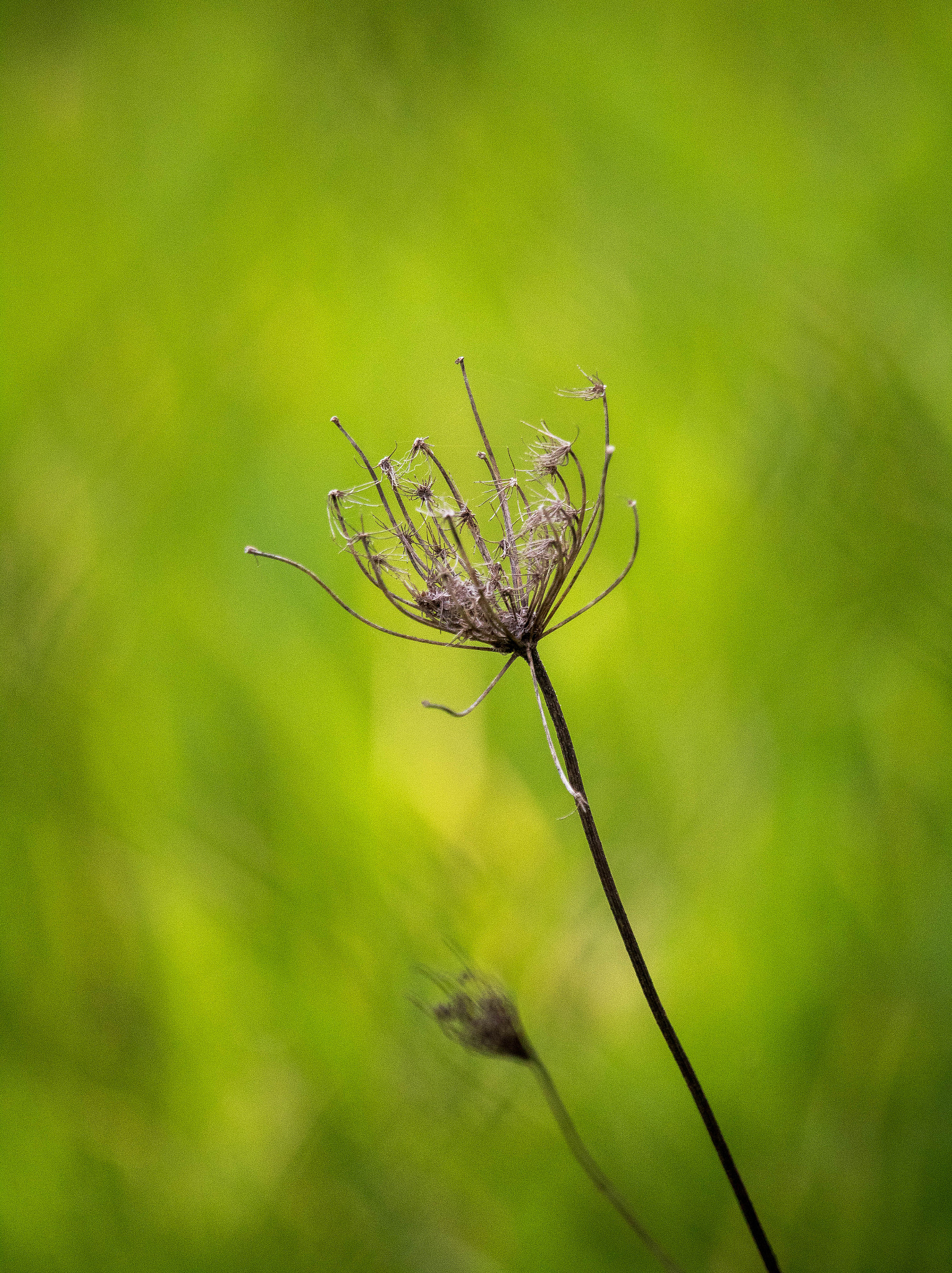 Canon EF-S 55-250mm F4-5.6 IS STM sample photo. Fonollasss photography