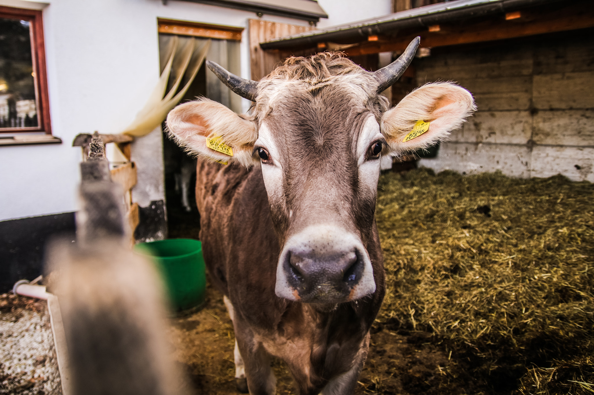 Sigma 18-50mm f/2.8 Macro sample photo. North-italian cow photography