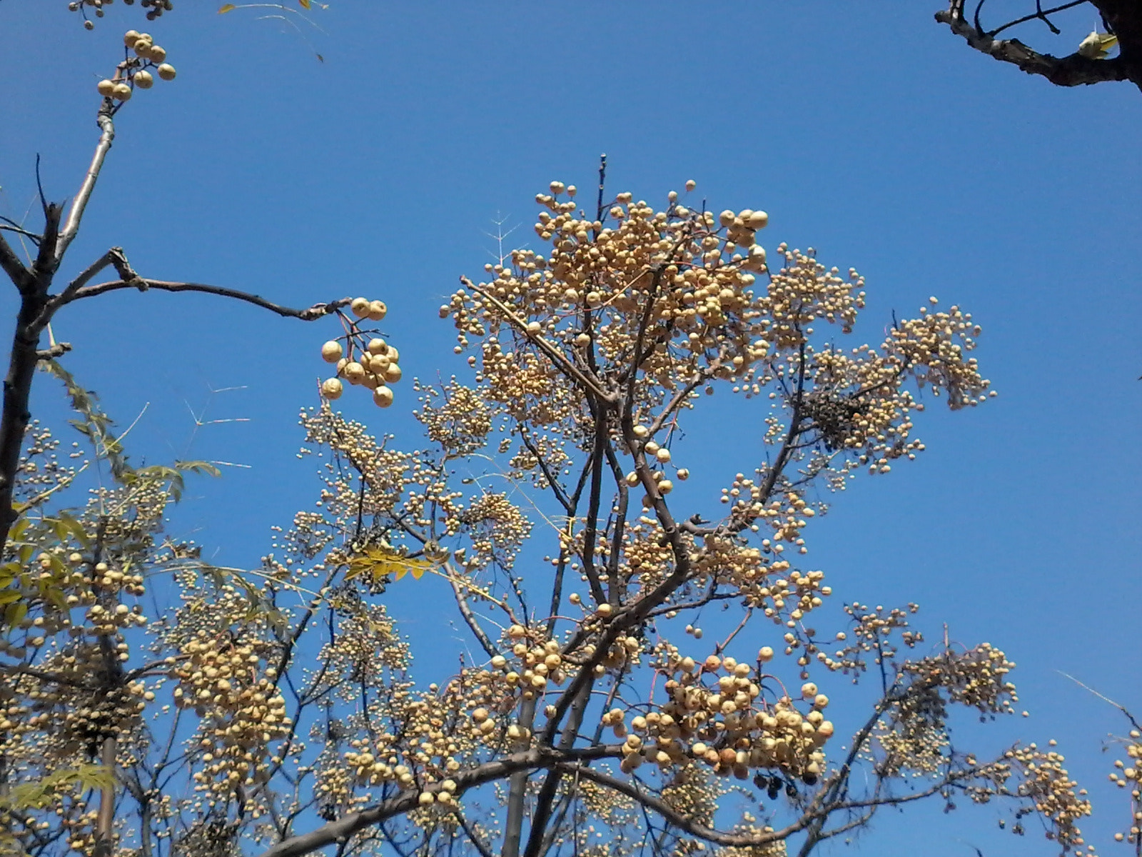 Samsung Galaxy Star Plus sample photo. Neem tree photography