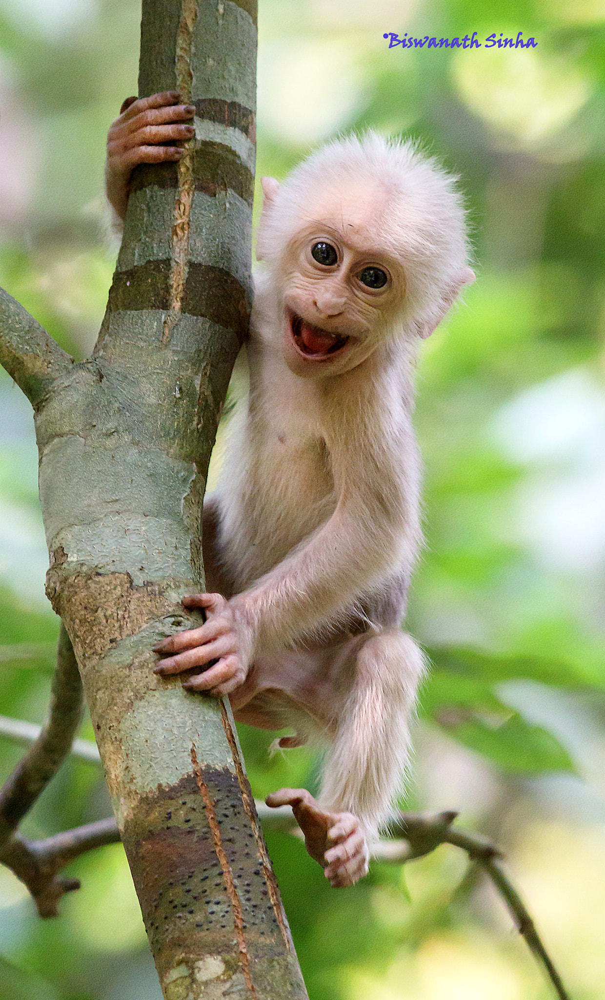 Canon EF 400mm F5.6L USM sample photo. Baby stump tailed macaque photography