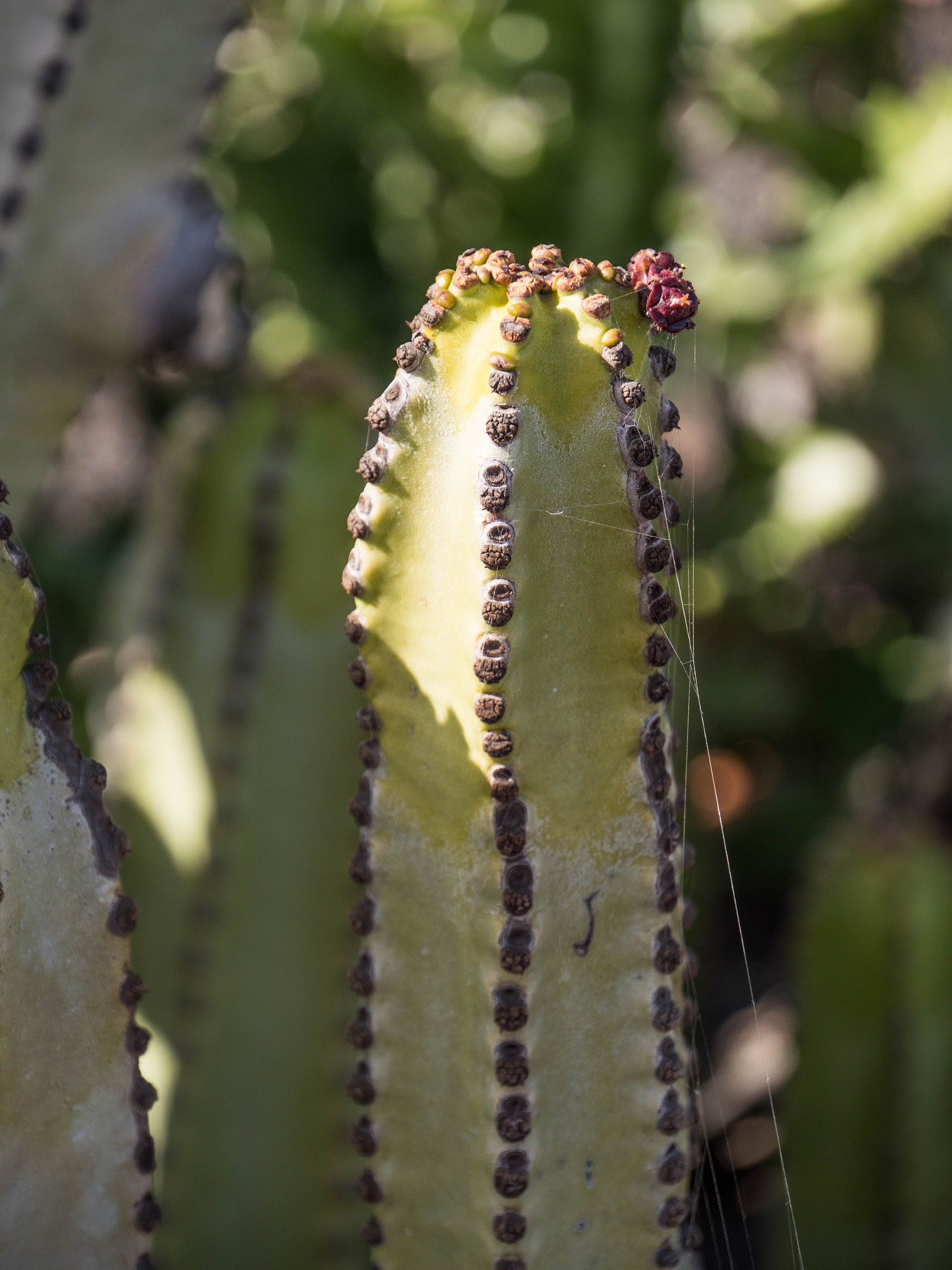 Panasonic Lumix DMC-GX8 sample photo. -1702_plants004004.jpg photography