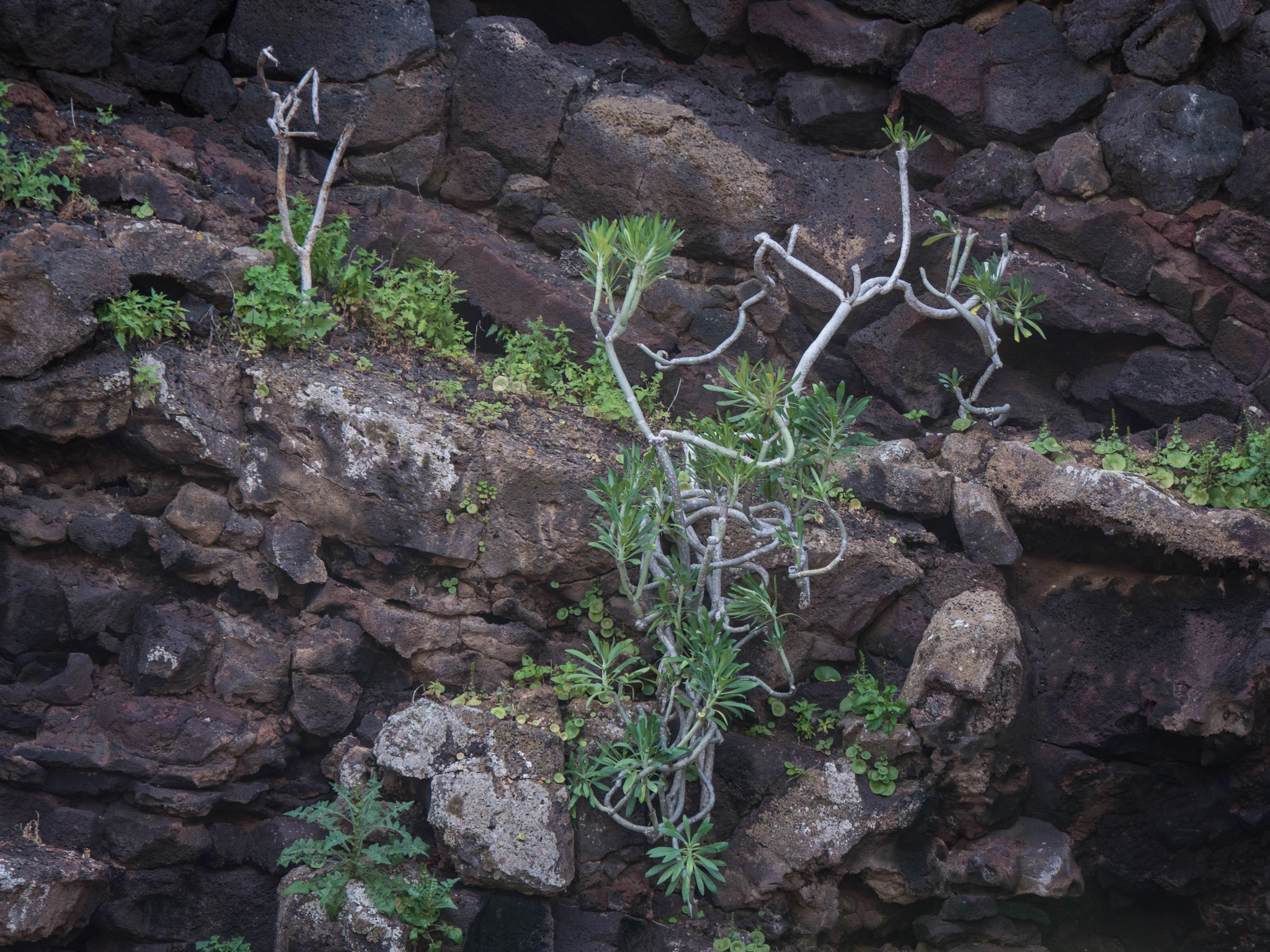 Panasonic Lumix DMC-GX8 sample photo. -1702_plants019019.jpg photography