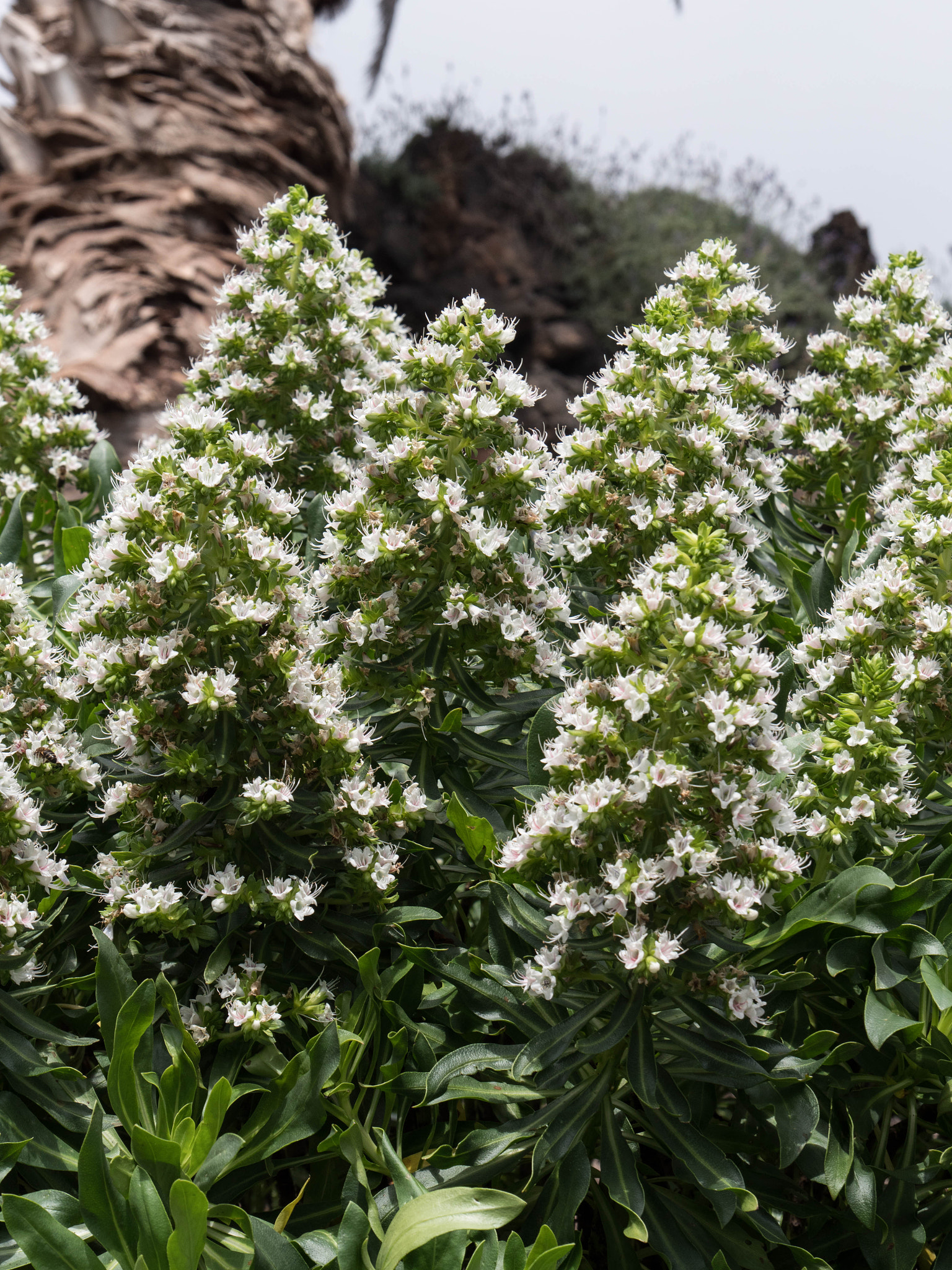 Panasonic Lumix DMC-GX8 sample photo. -1702_plants022022.jpg photography