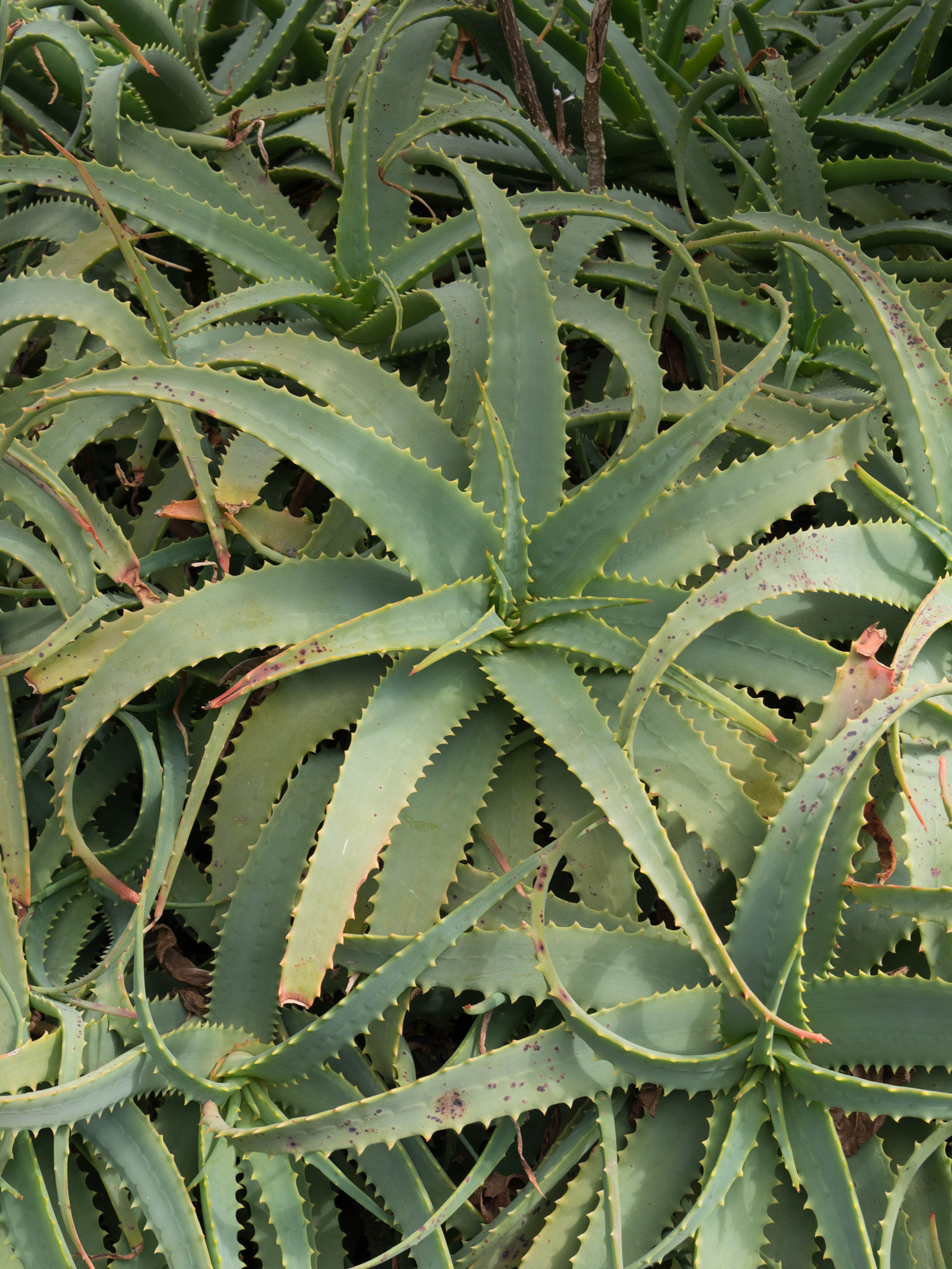 Panasonic Lumix DMC-GX8 sample photo. -1702_plants023023.jpg photography