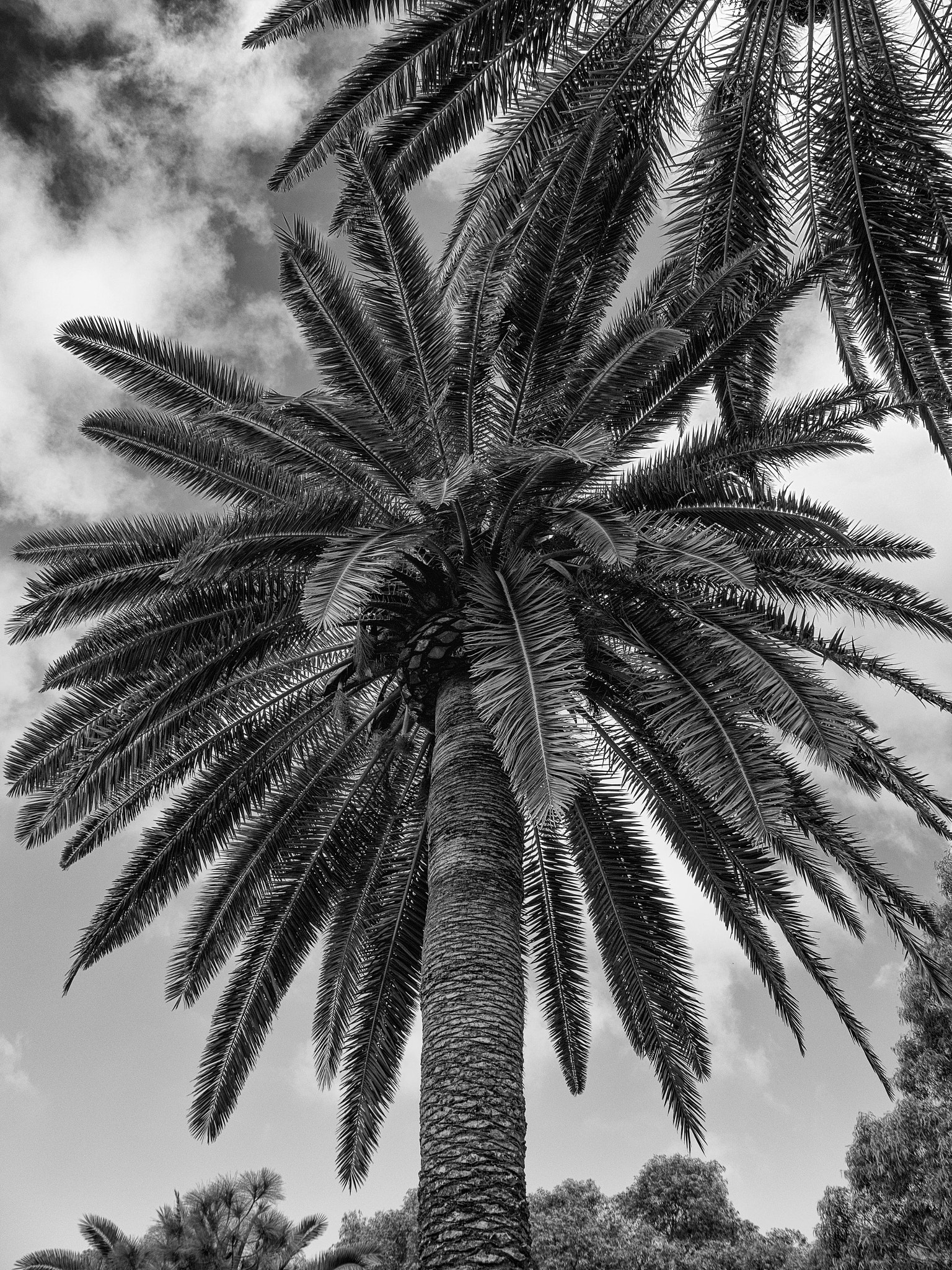 Panasonic Lumix DMC-GX8 sample photo. -1702_plants025025-edit.jpg photography