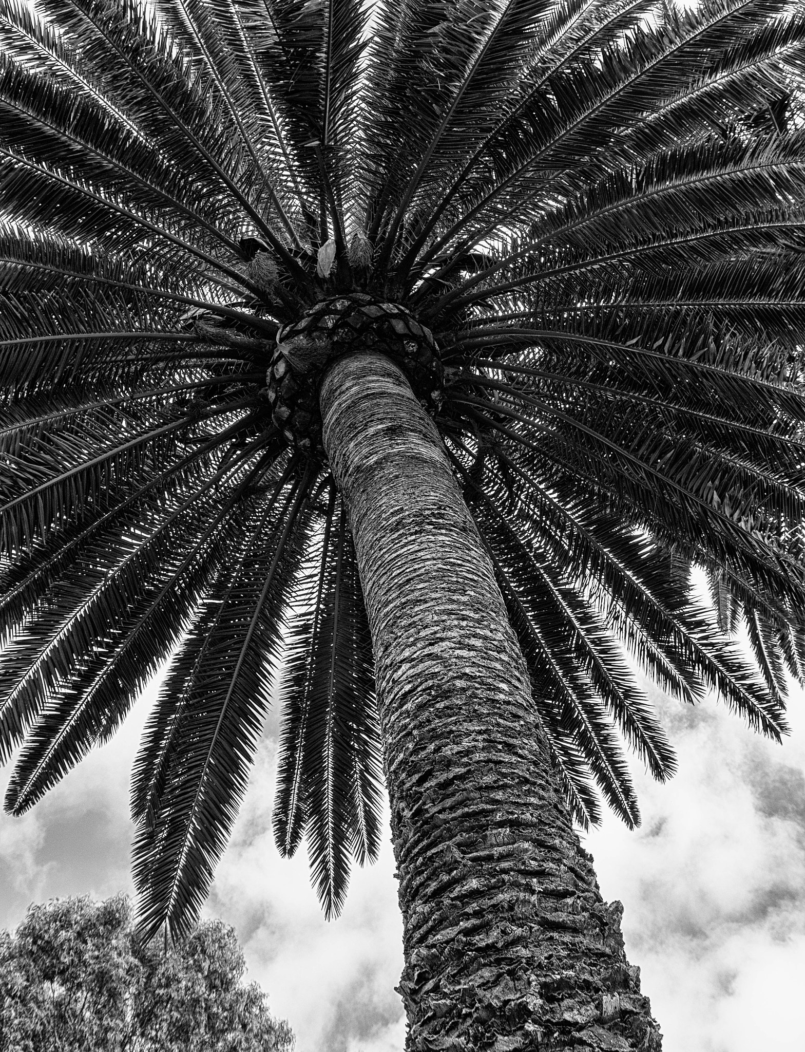 Panasonic Lumix DMC-GX8 sample photo. -1702_plants027027-edit.jpg photography