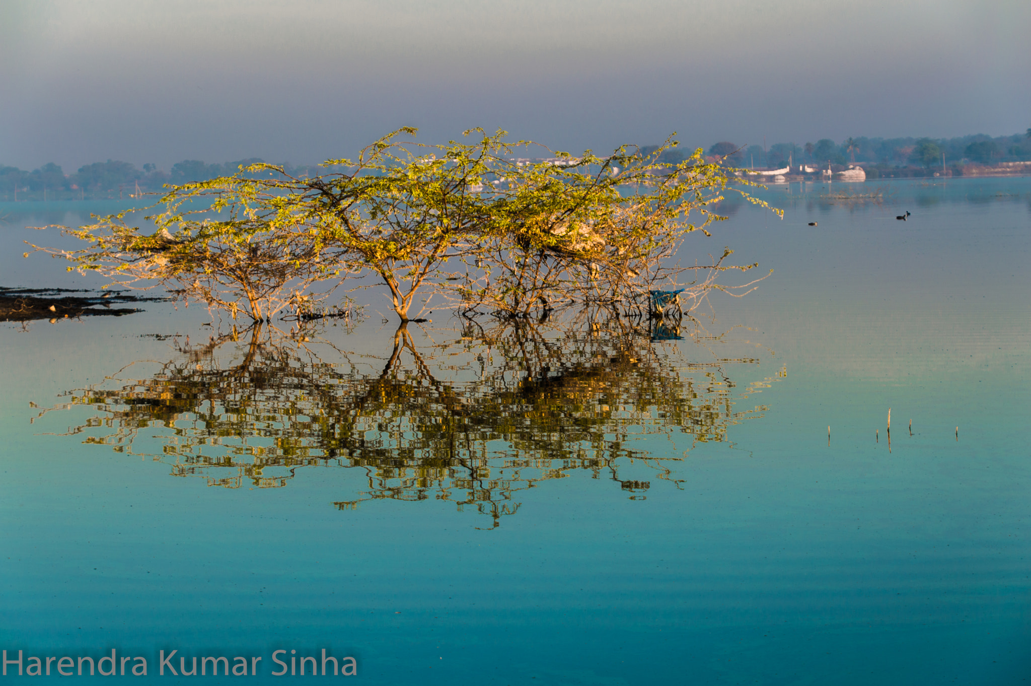 Nikon D3200 sample photo. Weed in the pond photography