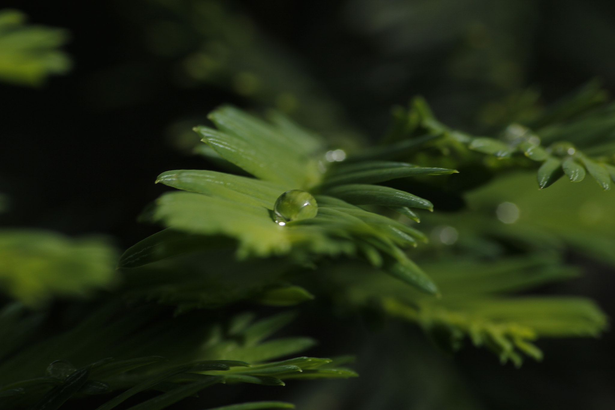 Canon EOS 550D (EOS Rebel T2i / EOS Kiss X4) sample photo. Single drop photography