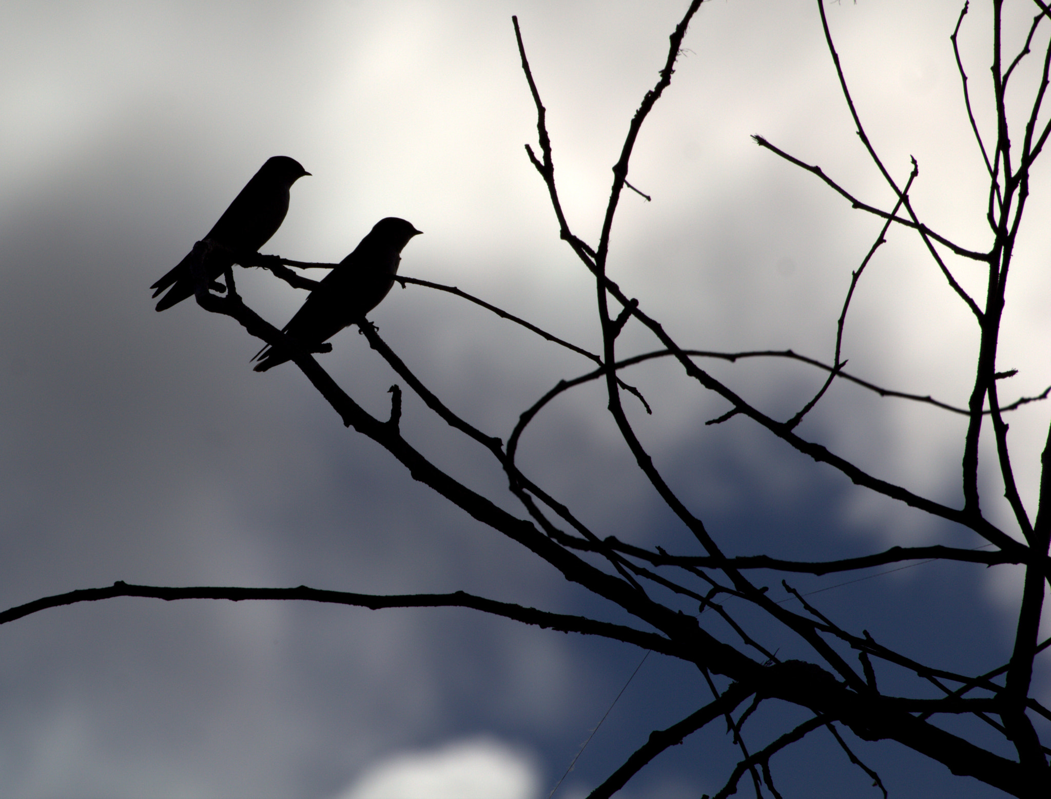 Canon EOS 550D (EOS Rebel T2i / EOS Kiss X4) sample photo. Two songbirds photography