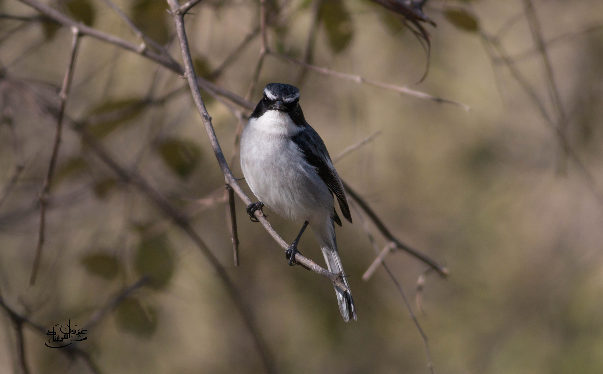 Canon EOS 70D + Canon EF 400mm F5.6L USM sample photo. Grey bush chat photography