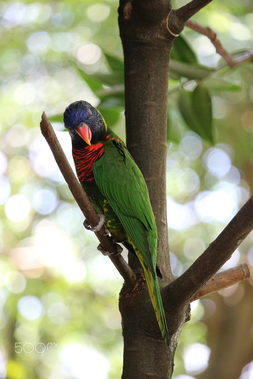 Canon EOS 700D (EOS Rebel T5i / EOS Kiss X7i) sample photo. @jurong bird park photography