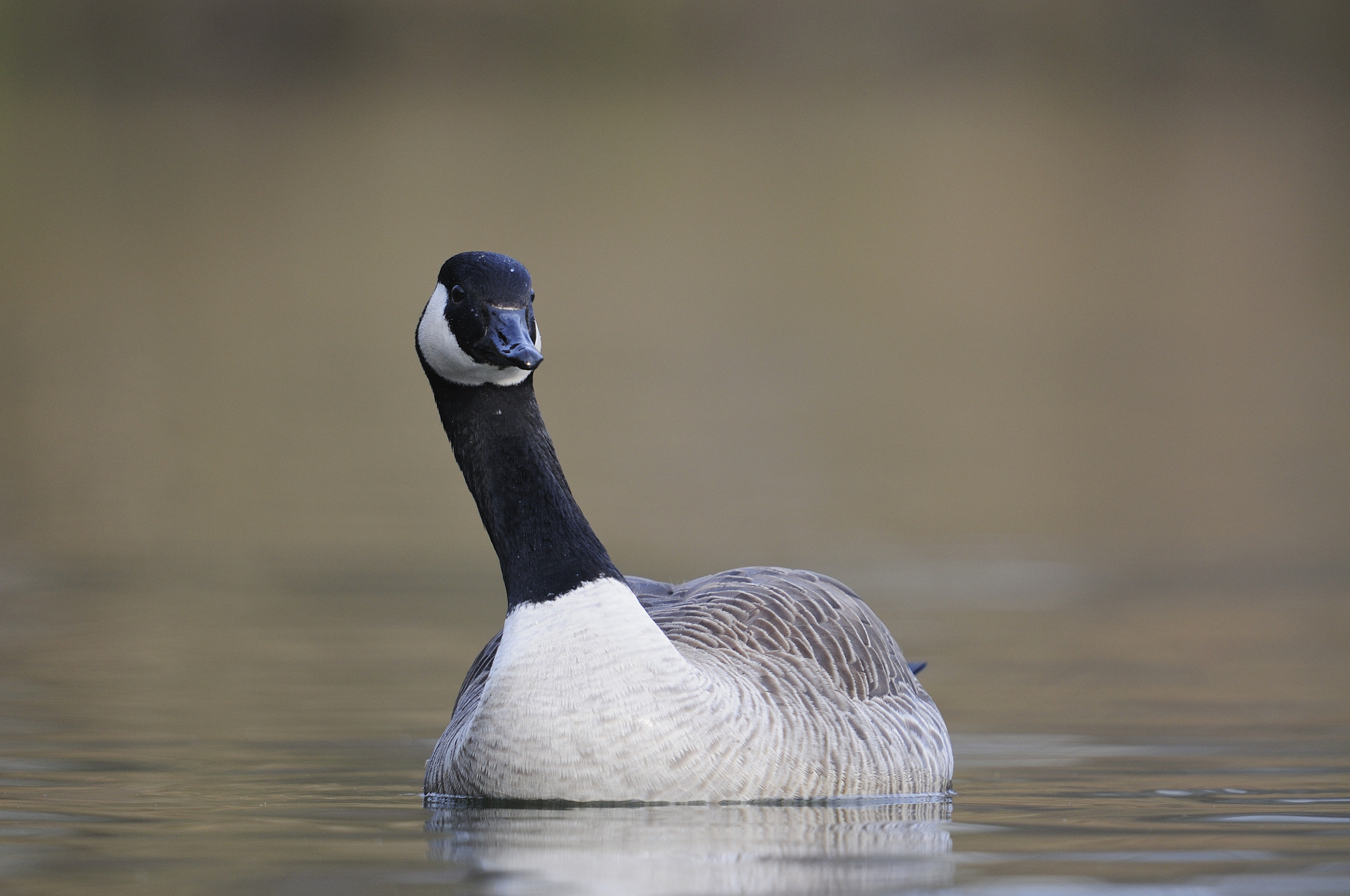 Nikon D300 + Nikon AF-S Nikkor 600mm F4G ED VR sample photo. Canada goose / kanadagans photography