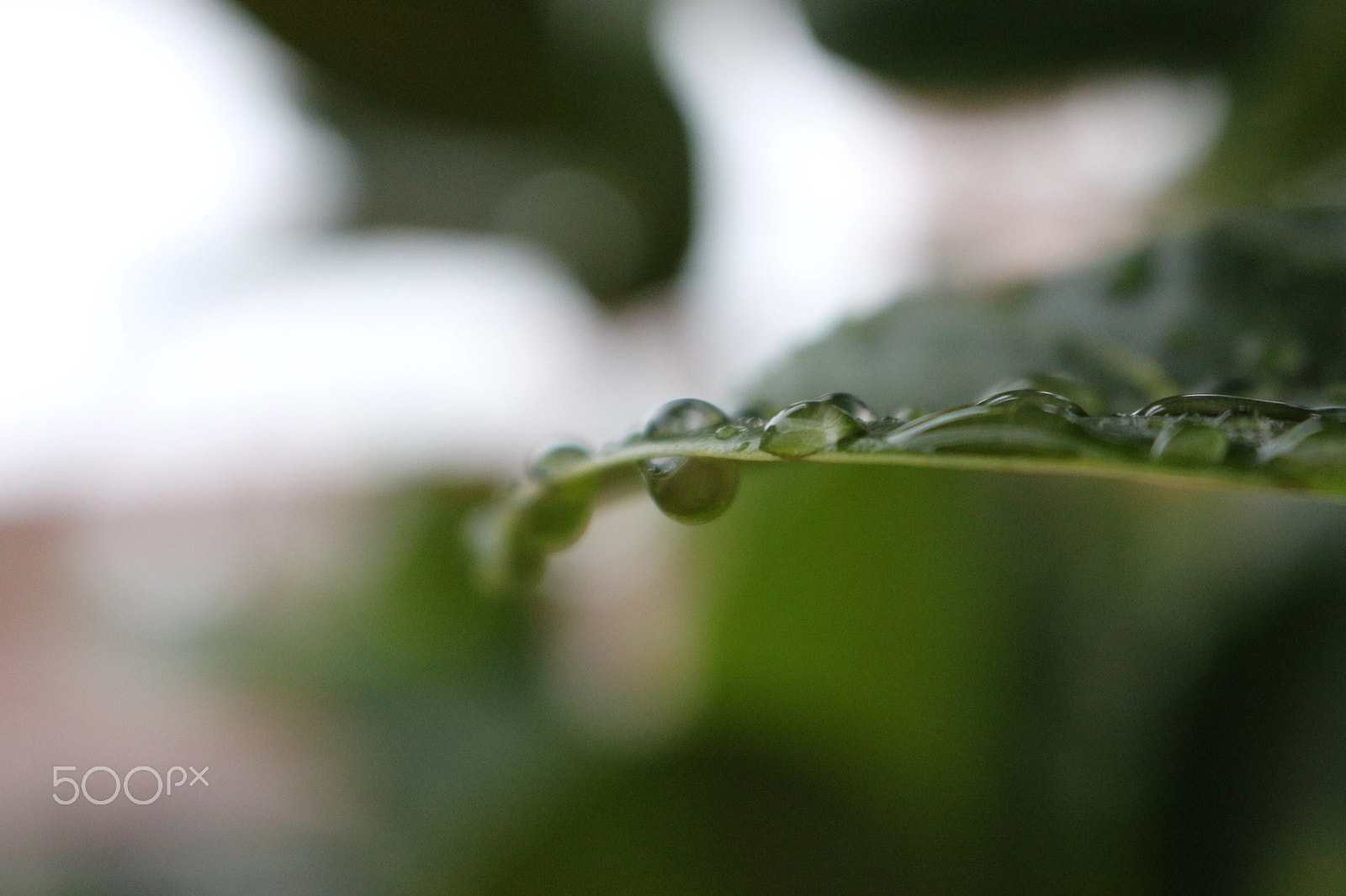 Canon EOS 700D (EOS Rebel T5i / EOS Kiss X7i) sample photo. Experimenting with raindrop on leaves photography
