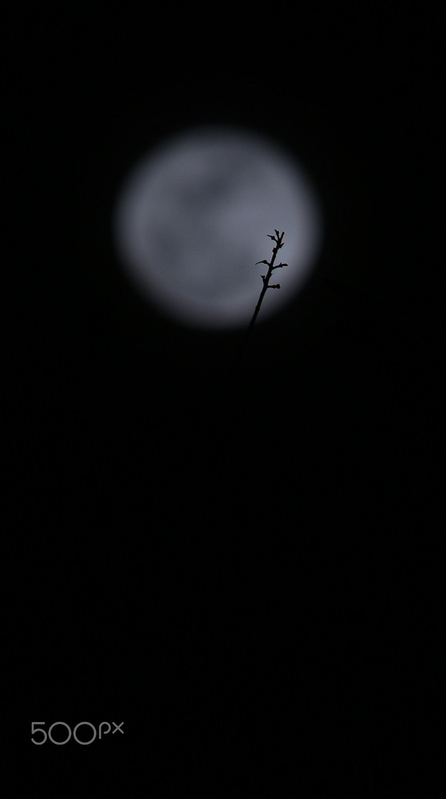 Canon EOS 700D (EOS Rebel T5i / EOS Kiss X7i) + Canon EF-S 55-250mm F4-5.6 IS STM sample photo. My first trial and error with moon-leaf silhouette photography
