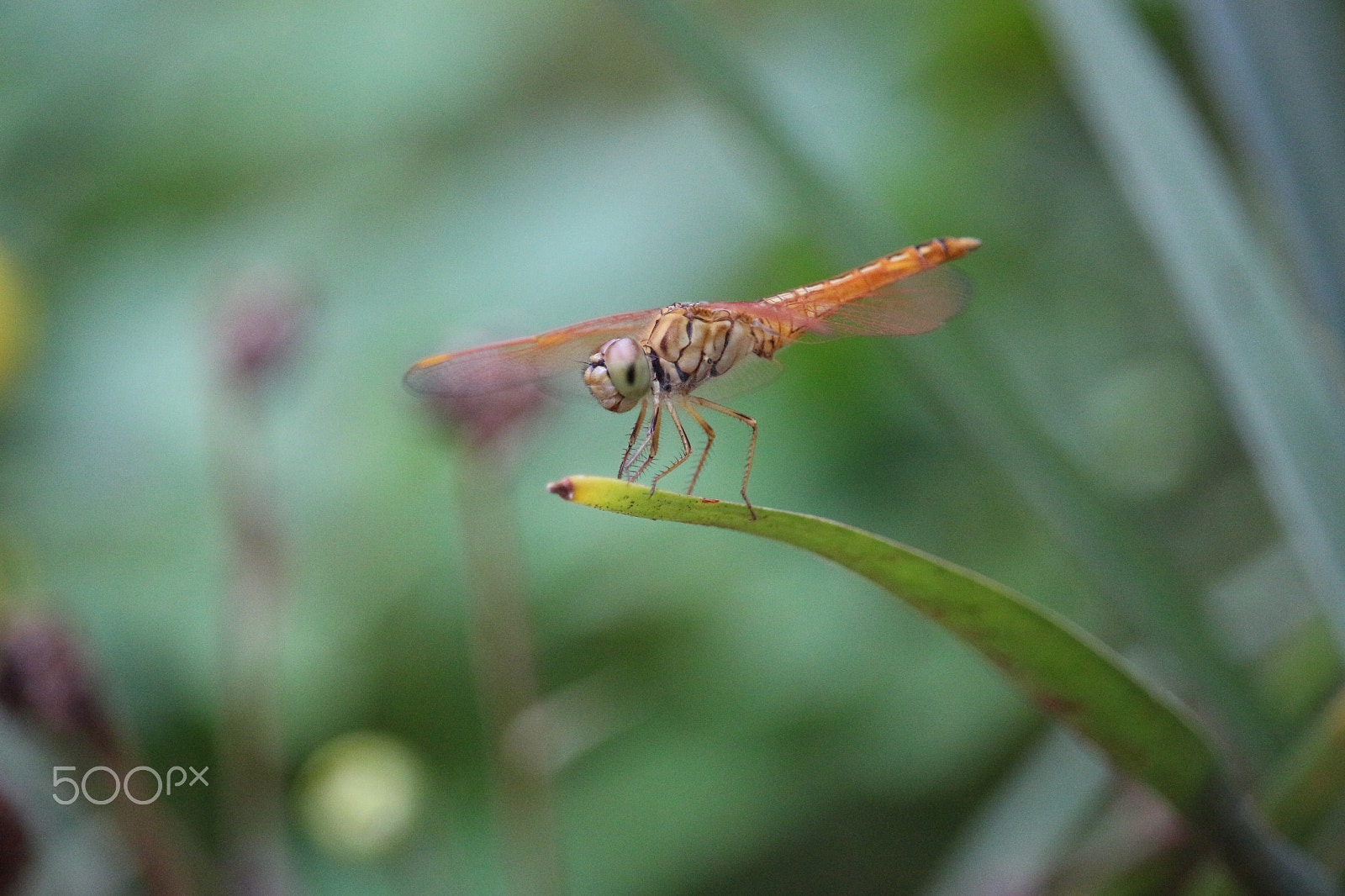Canon EOS 700D (EOS Rebel T5i / EOS Kiss X7i) sample photo. When summer arrives photography