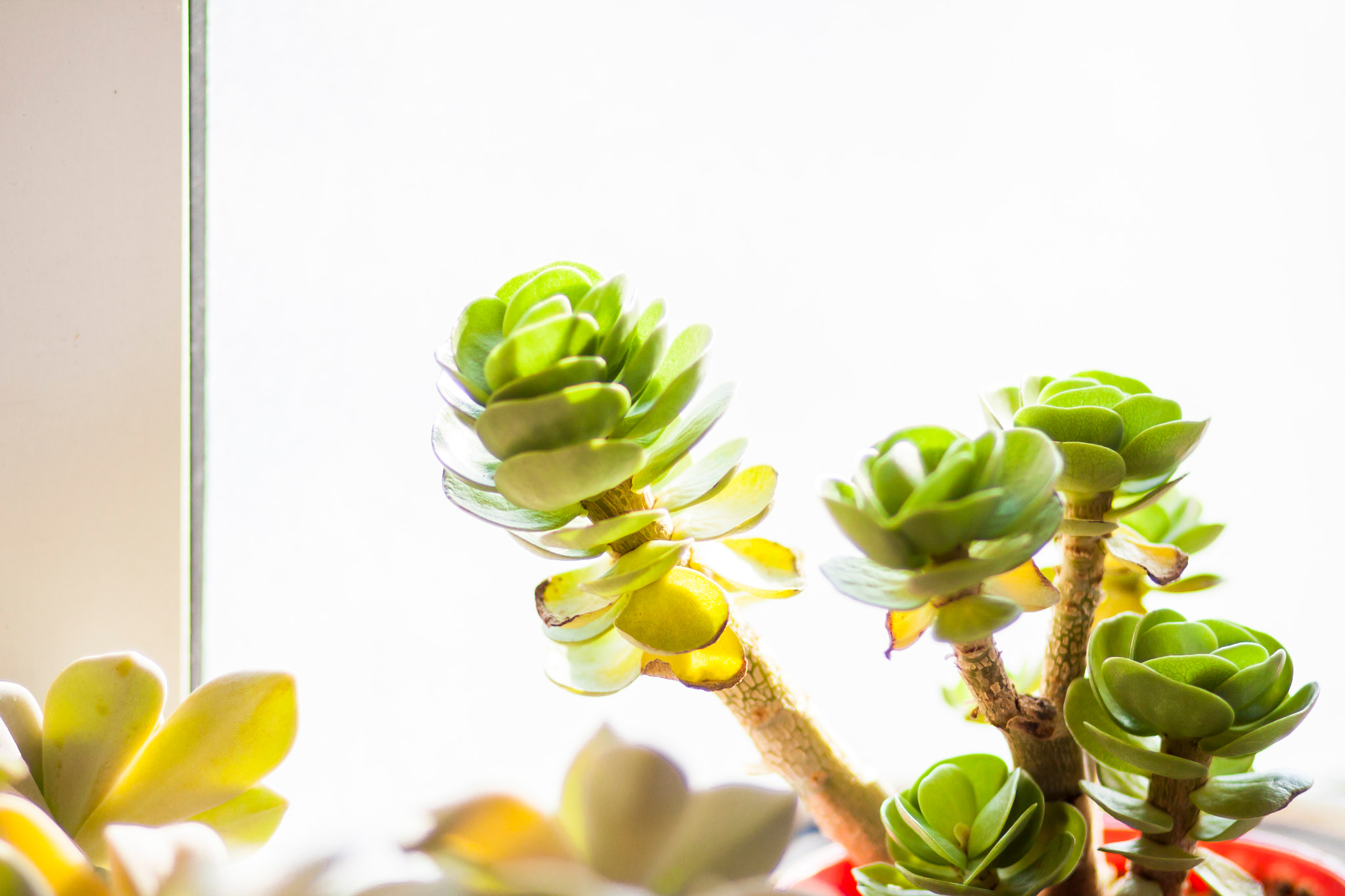 Canon EOS 50D + Canon EF 85mm F1.8 USM sample photo. Succulent plants photography