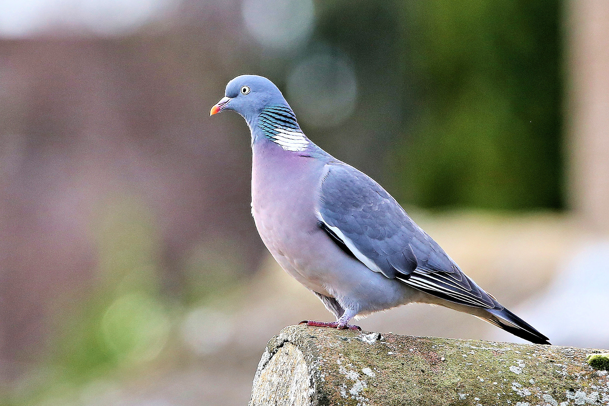 150-600mm F5-6.3 DG OS HSM | Contemporary 015 sample photo. Primped and preened, wood pigeon photography