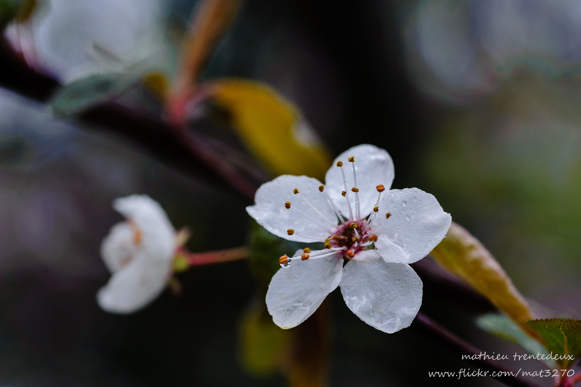 Nikon D700 sample photo. Fleurs photography