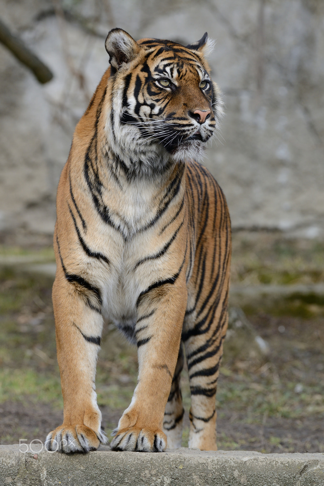 Nikon AF-S Nikkor 200-500mm F5.6E ED VR sample photo. Tiger photography
