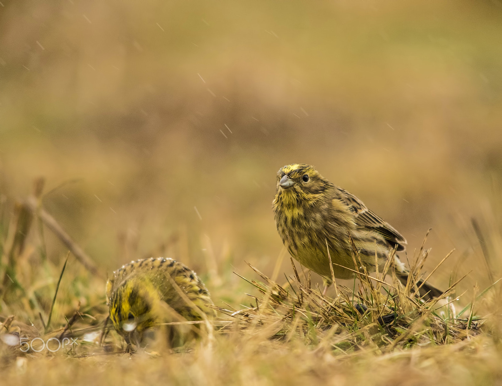 Canon EOS 7D Mark II + Sigma 150-500mm F5-6.3 DG OS HSM sample photo. Zigolo giallo photography