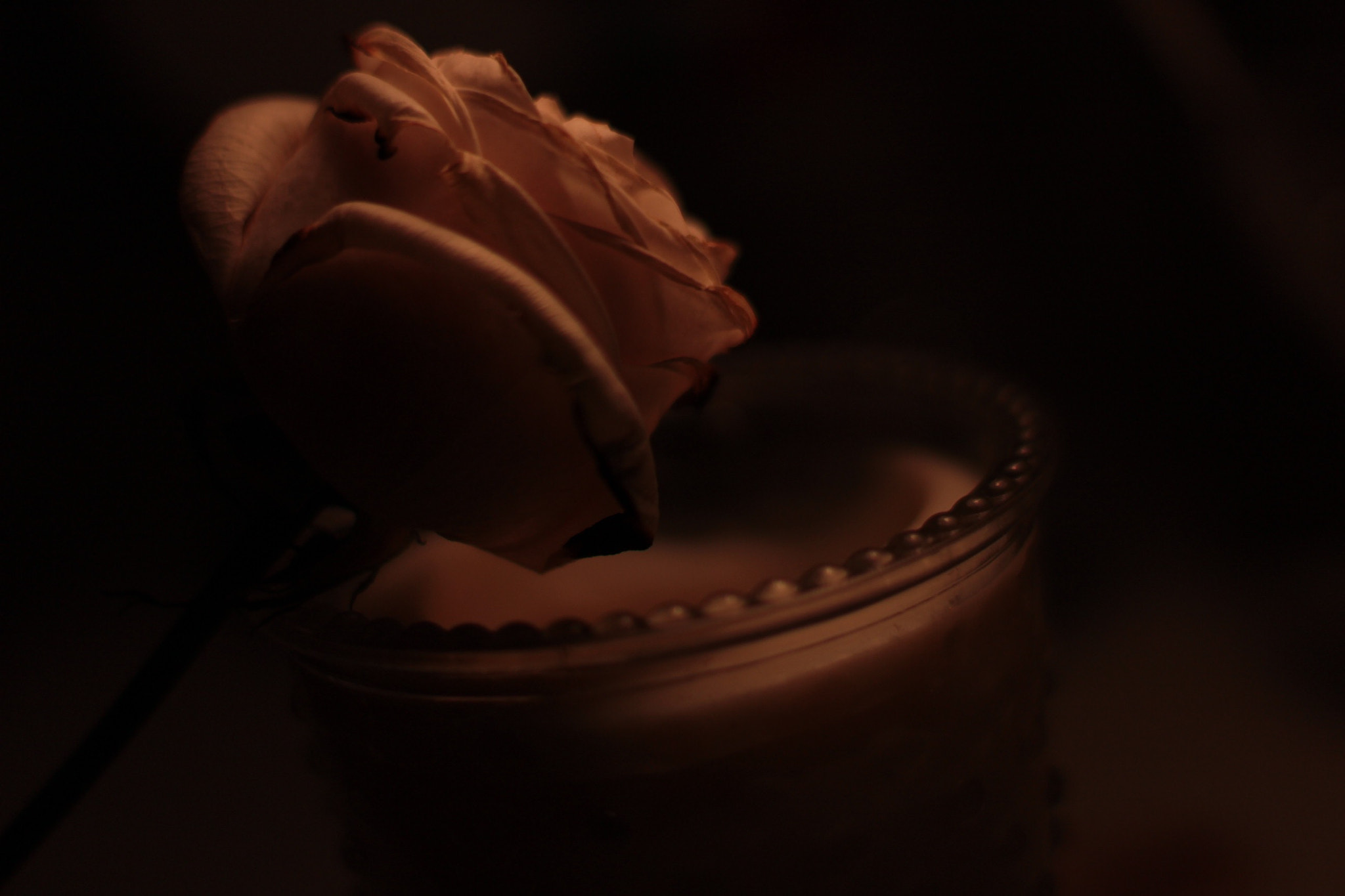 Canon EF 50mm F1.4 USM sample photo. Rose low light photography
