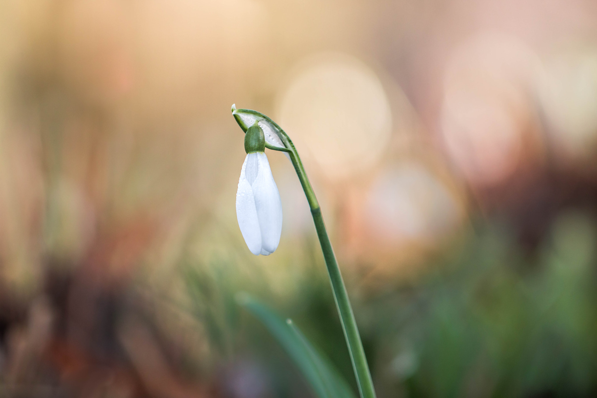 Canon EF 100mm F2.8L Macro IS USM sample photo. At dawn photography