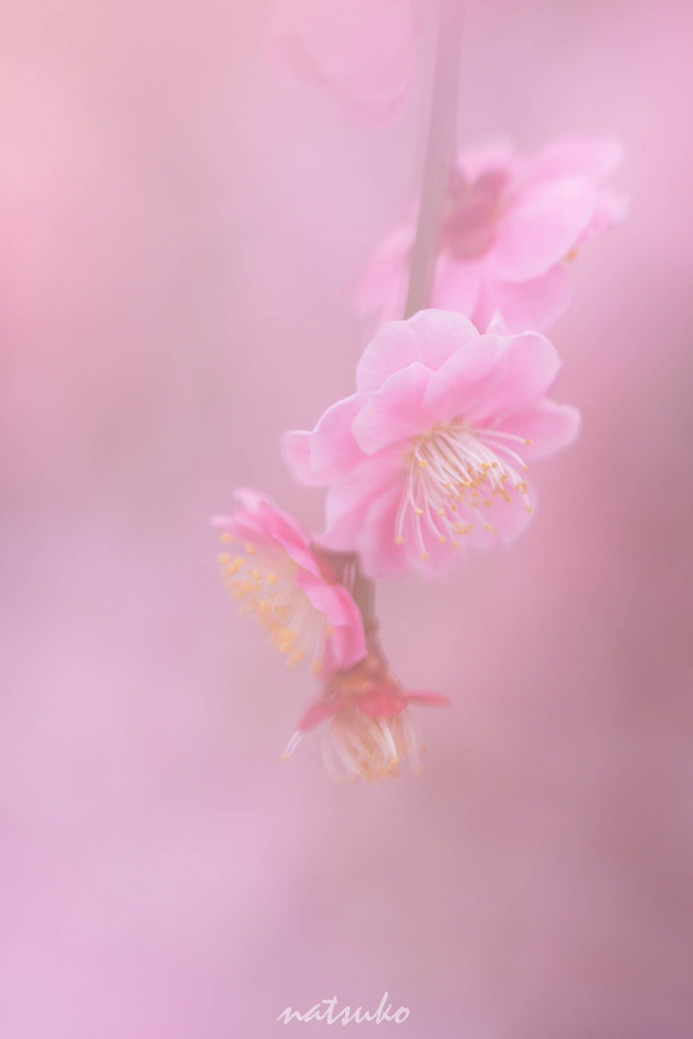 Sigma APO Macro 150mm f/2.8 EX DG HSM sample photo. Plum flowers photography