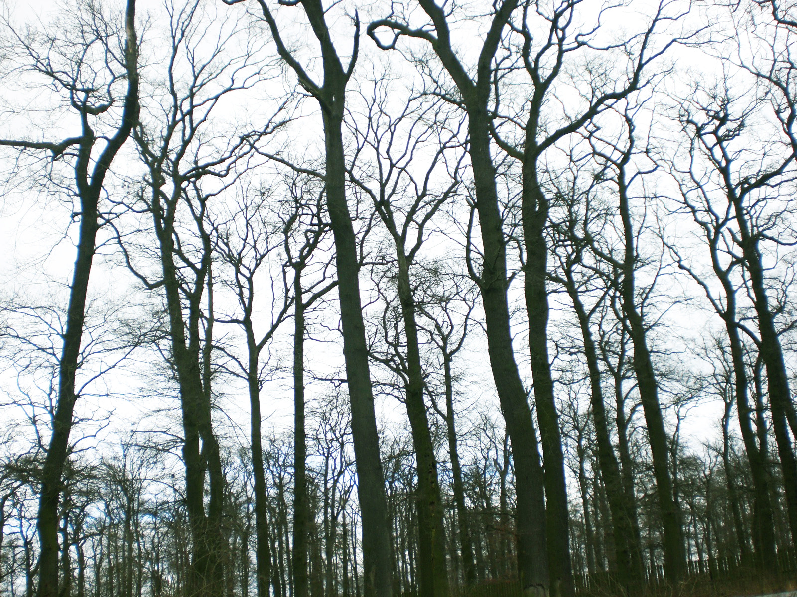 CASIO EX-Z75 sample photo. In the forest photography