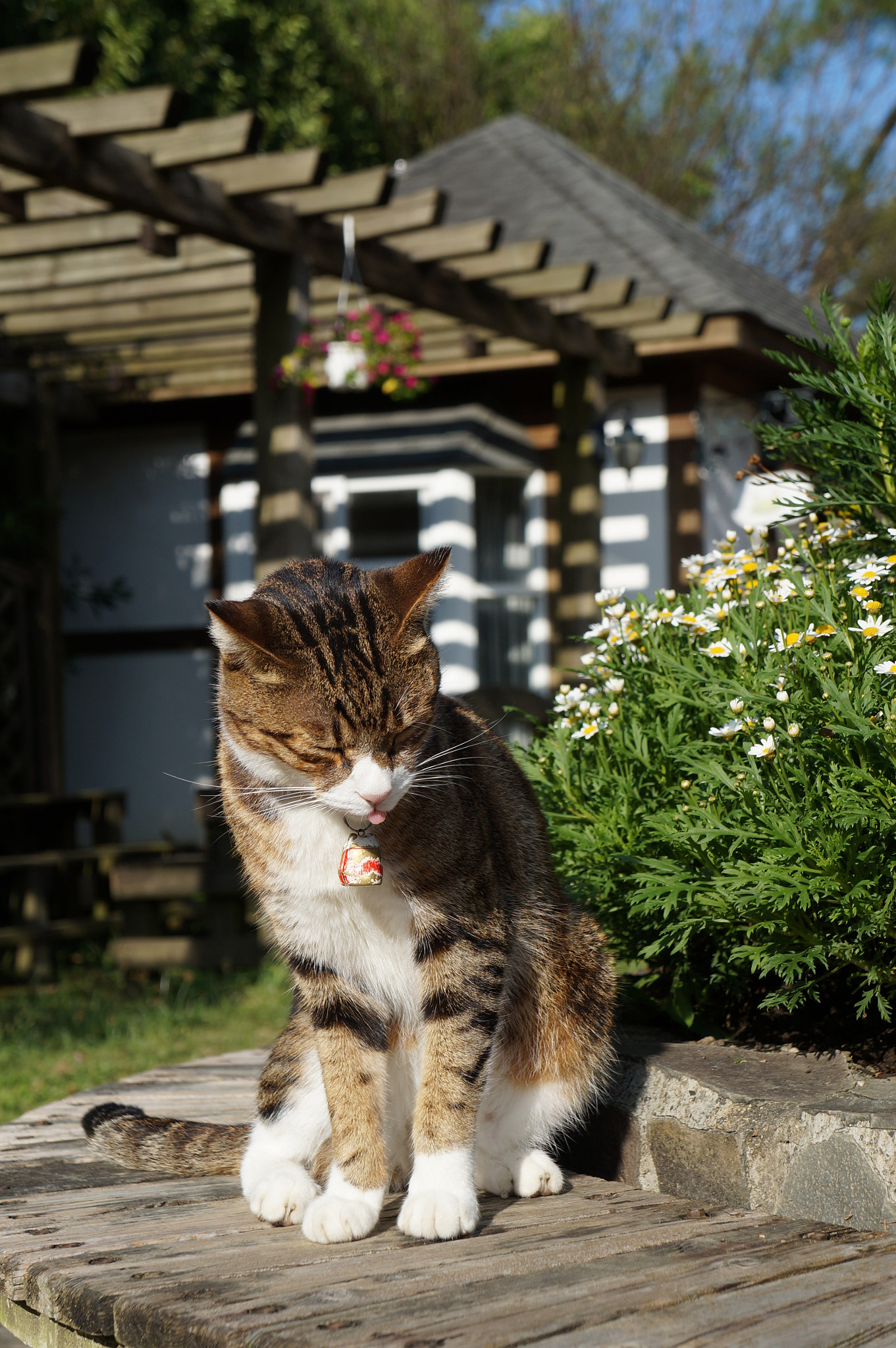 Sony Alpha NEX-F3 + Sony E 18-55mm F3.5-5.6 OSS sample photo. Lovely cat photography