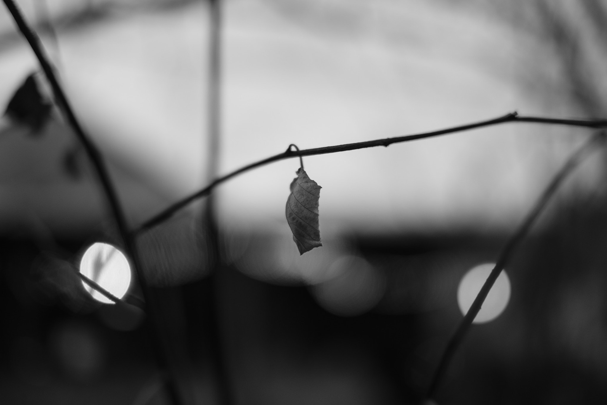Fujifilm X-T2 sample photo. Leaf in the wind photography